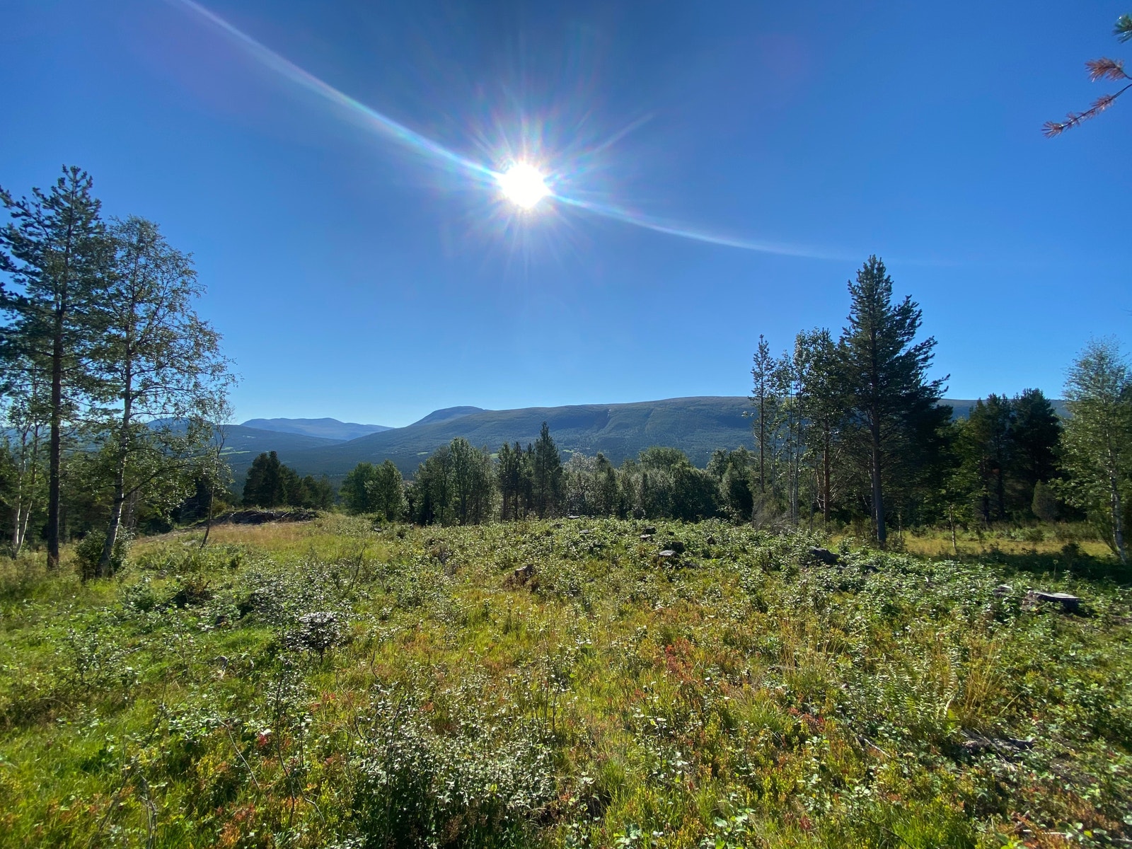 Fra midten av tomten - Sør/øst Galleribilde