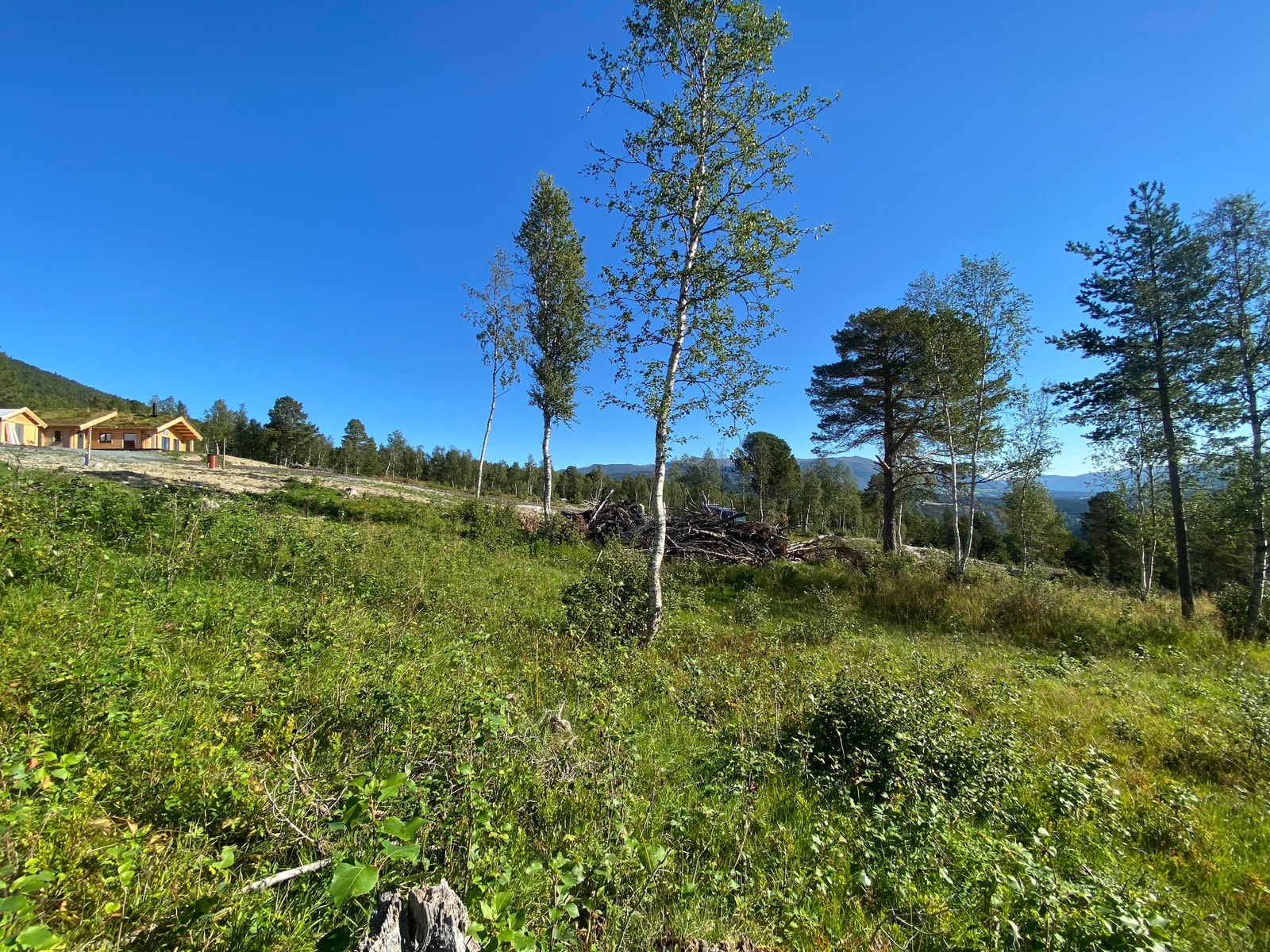 Fra midt på tomten - Nord/øst Galleribilde