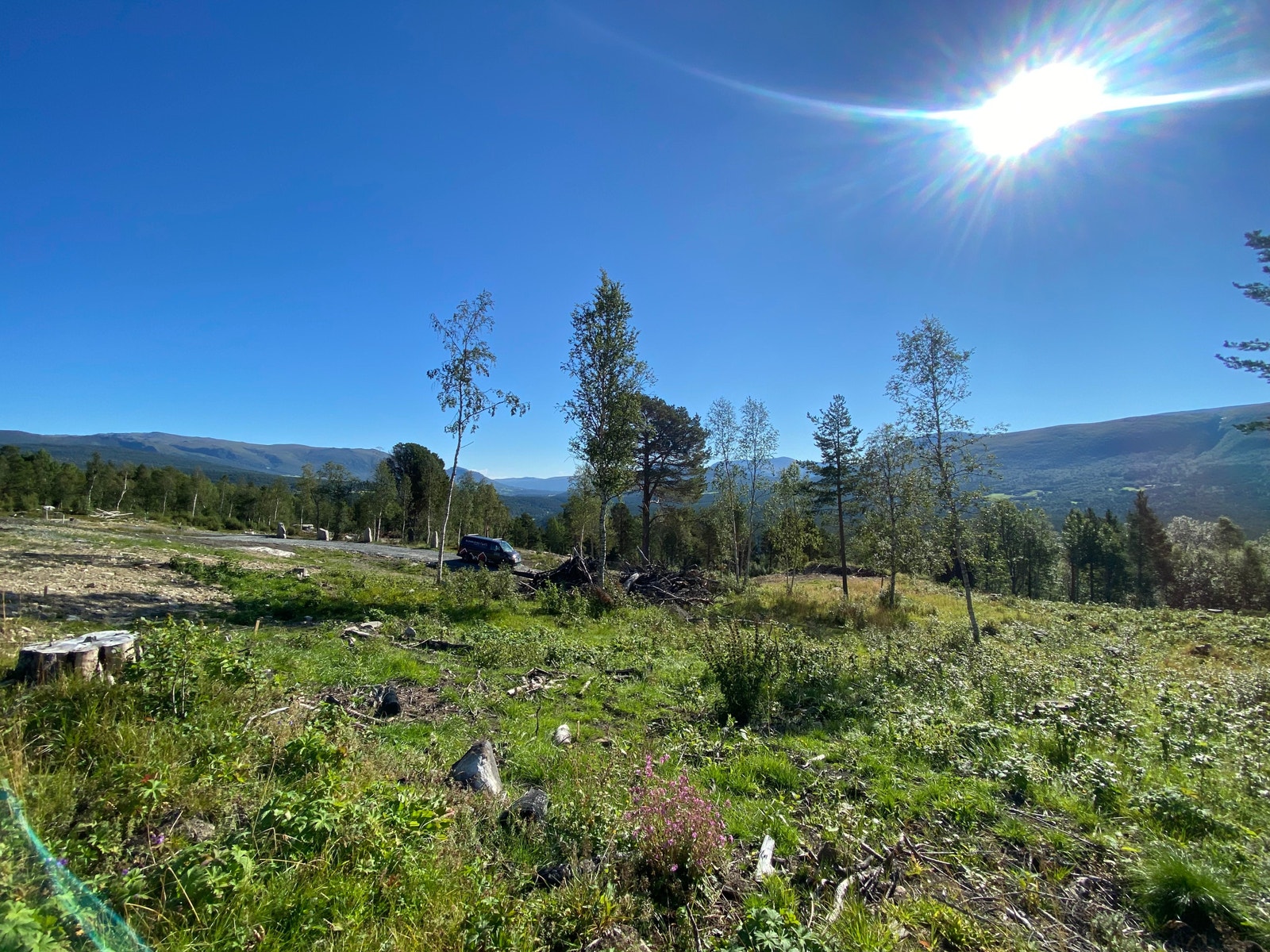 Inne i øvre del av tomten, med retning mot øst. Galleribilde