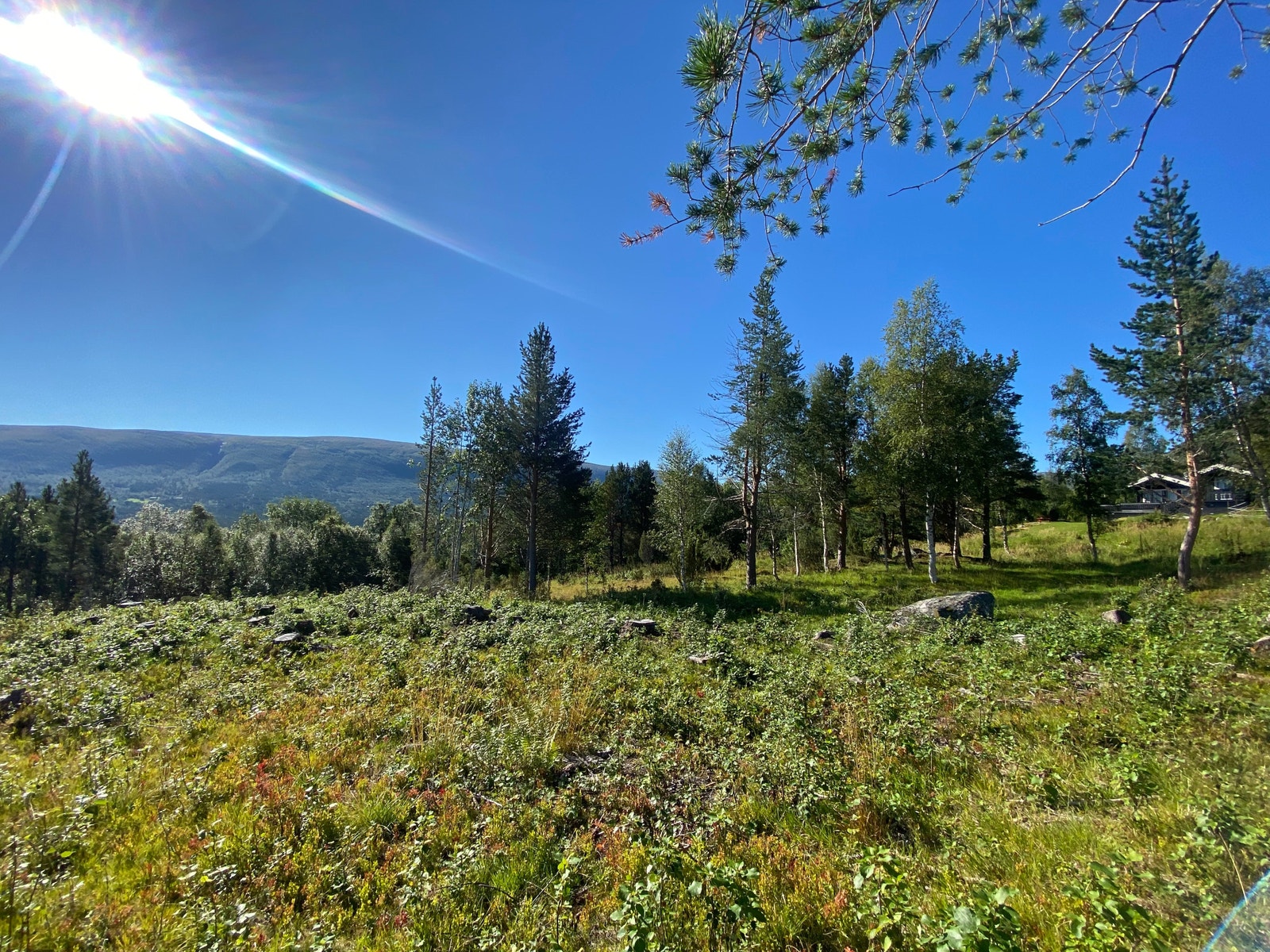 Fra midten av tomten - Sør Galleribilde