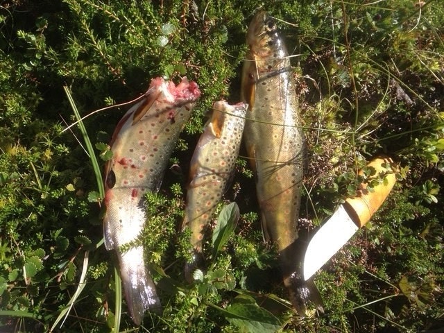 Området byr på mange flotte fiskevann. Det er gangavstand bort til Jelleelva fra hytta Galleribilde