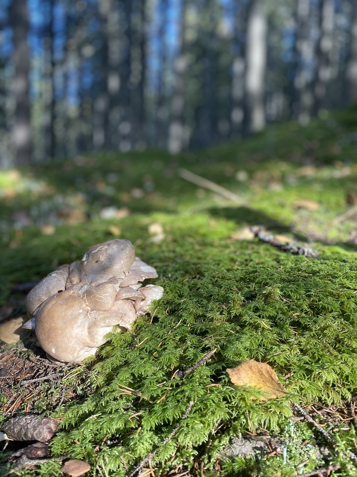 Når snøen smelter, forvandles området til et eldorado for de som er interessert i sopp- og bærplukking Galleribilde