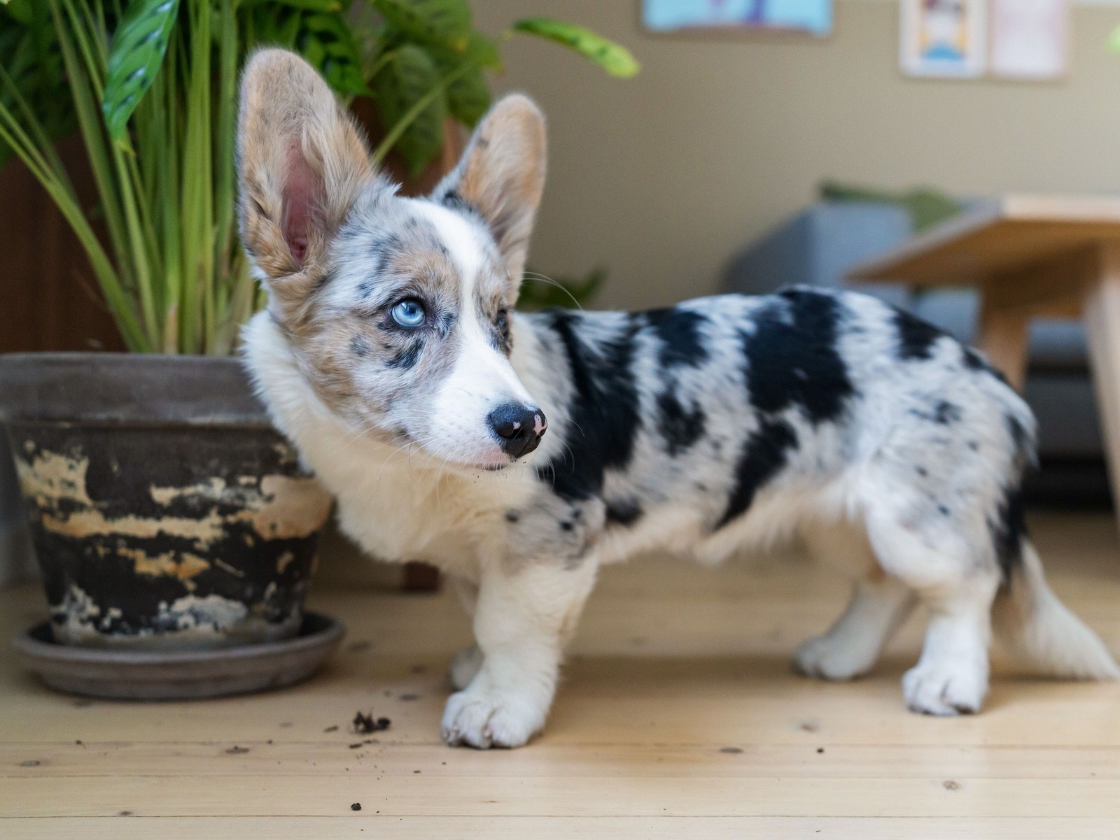 For den dyreglade er det i borettslaget tillatt med både hund og katt. Galleribilde