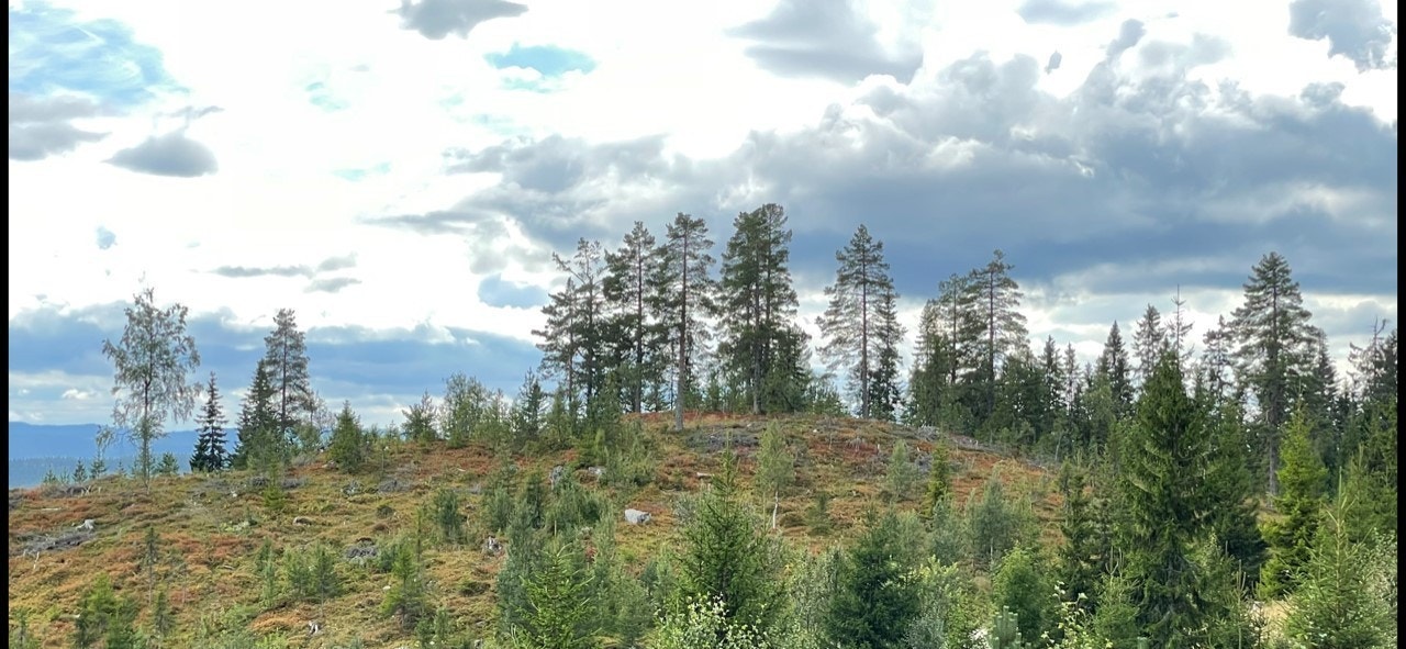 Tomten ligger oppe på kollen. Grenser til grøntareal. Galleribilde