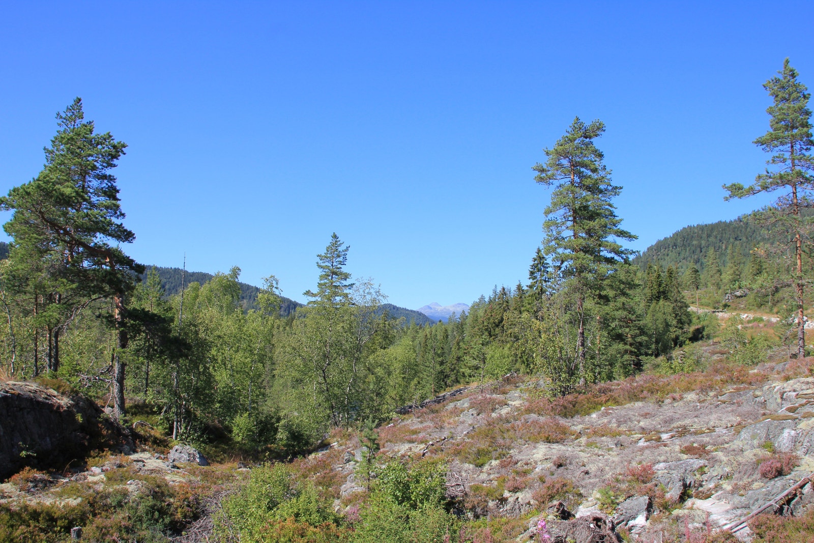 Utsikt fra tomte området Galleribilde