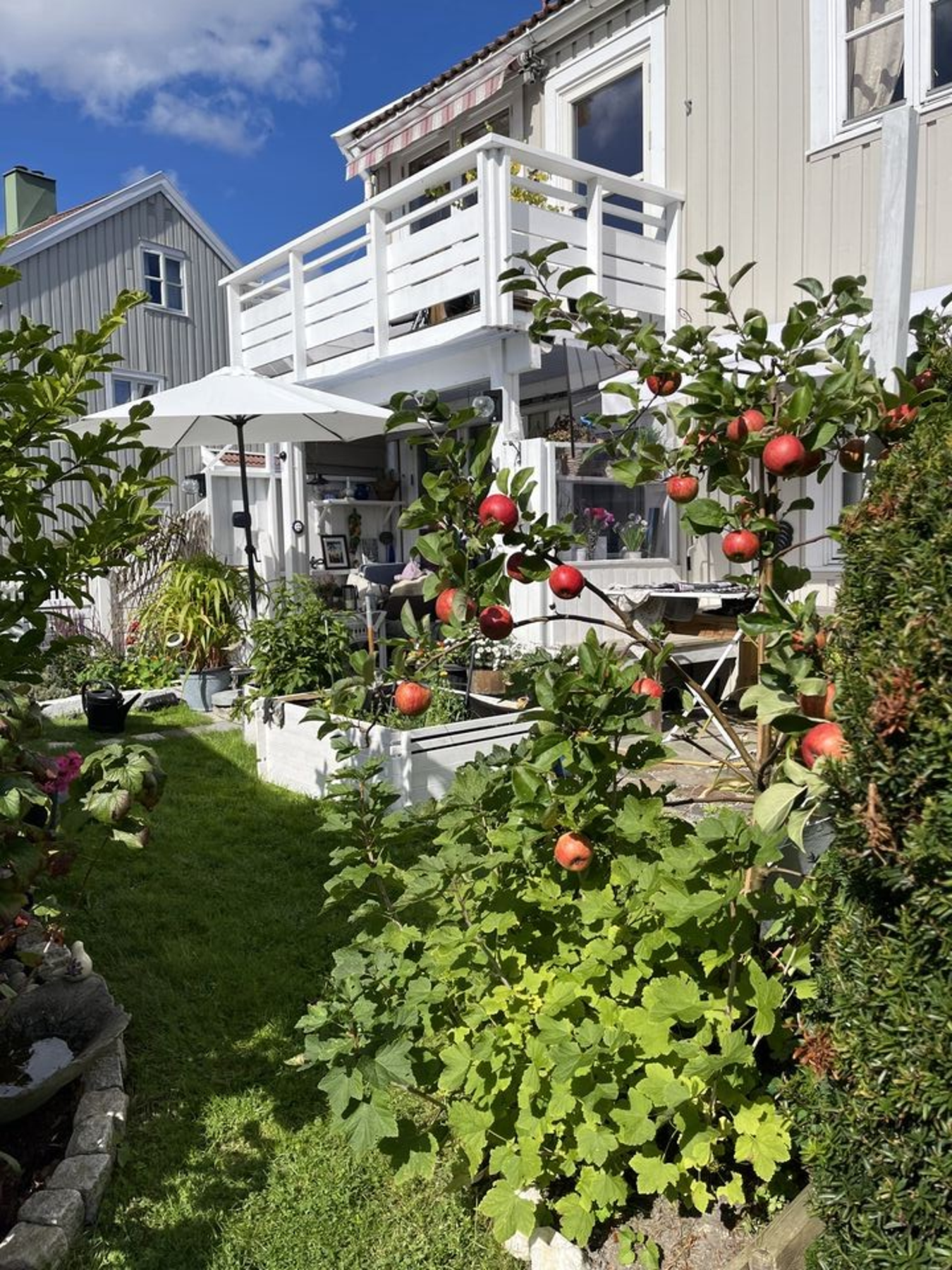 Flott og frodig hage med frukt og pryd busker (selgers bilder) Galleribilde