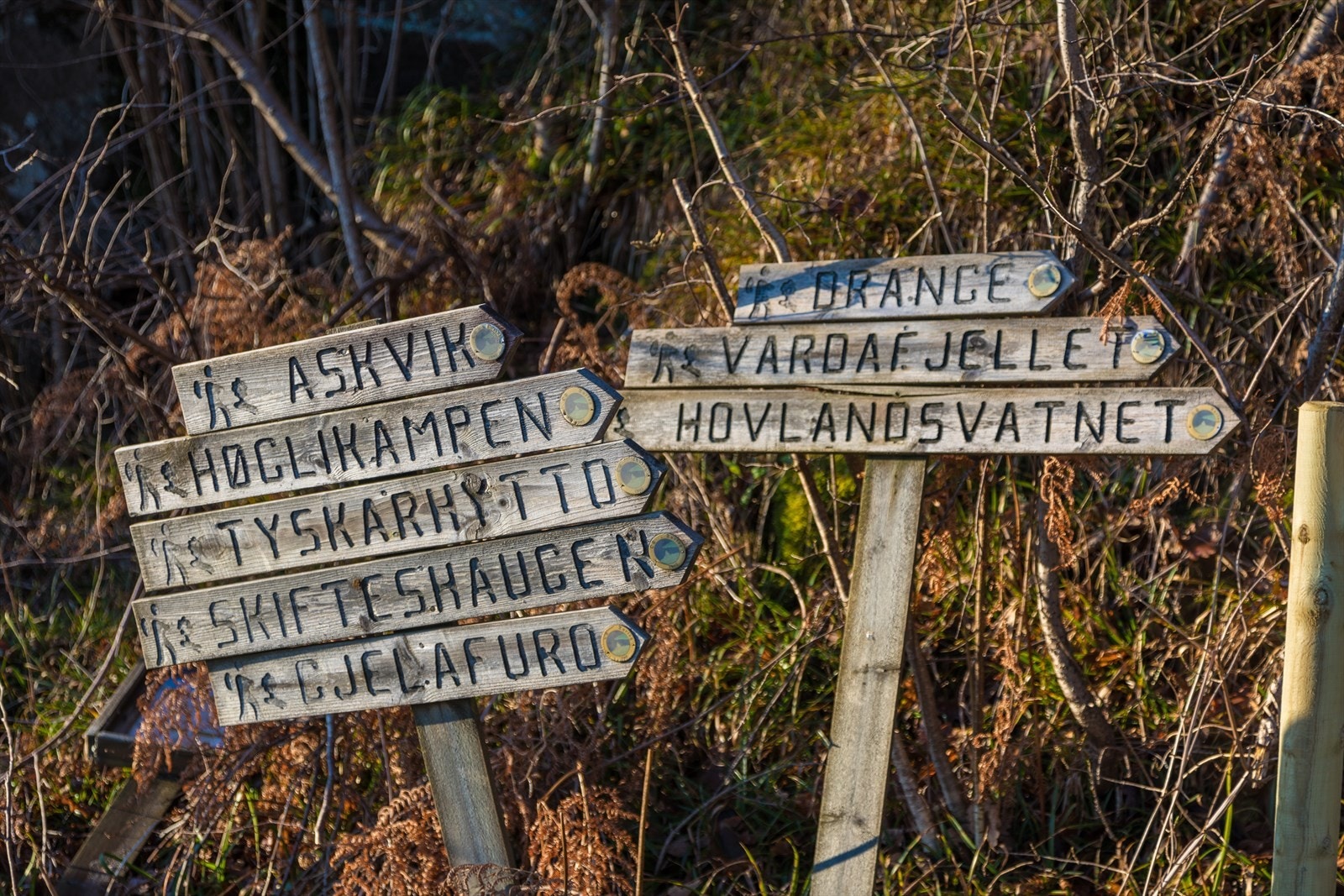 - Turstier - Galleribilde