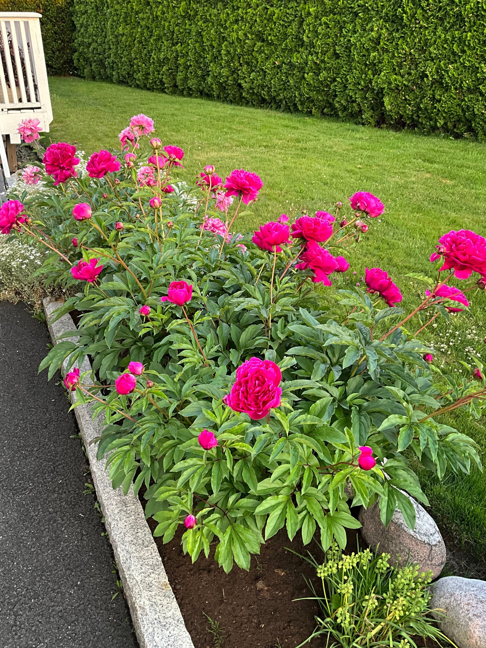 Privat bilde fra hagen Galleribilde