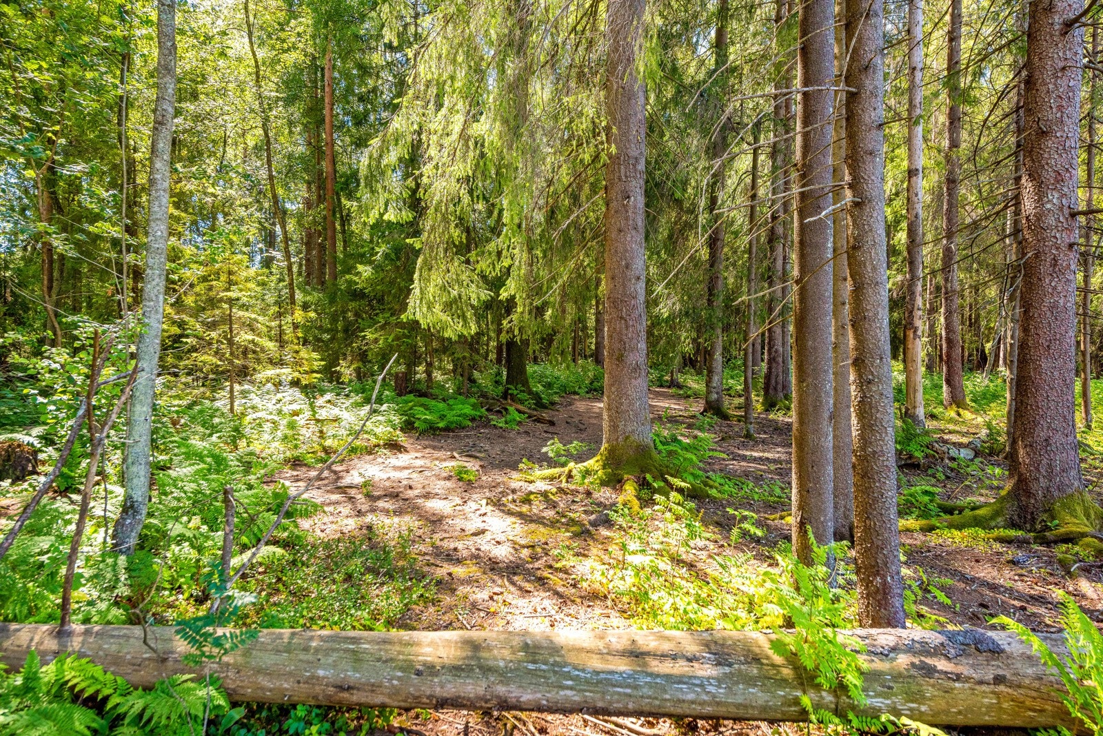 Det er kort vei til flotte turmuligheter sommer som vinter. Galleribilde