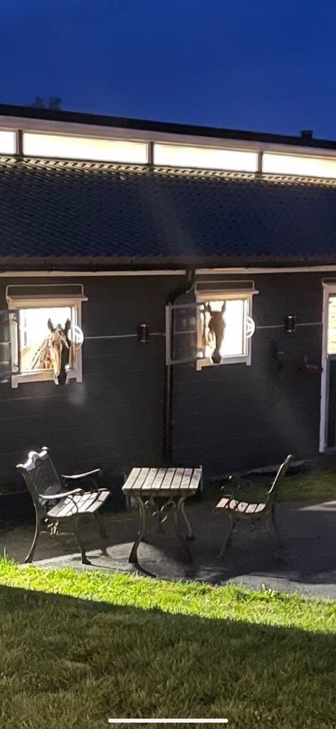 Selgers private bilde fra kveldstemning i stallen. Galleribilde