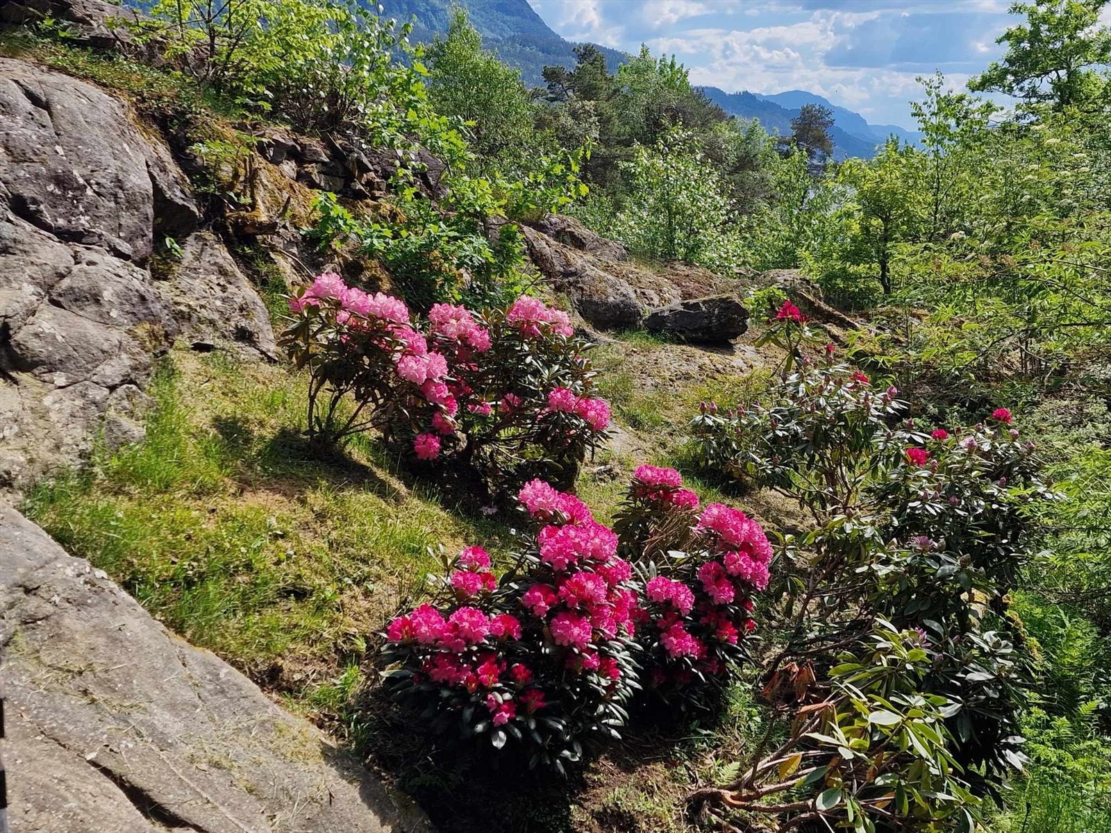 Flott opparbeidet uteområde Galleribilde