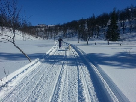 Scooterløypene kan også brukes til langrenn. Galleribilde