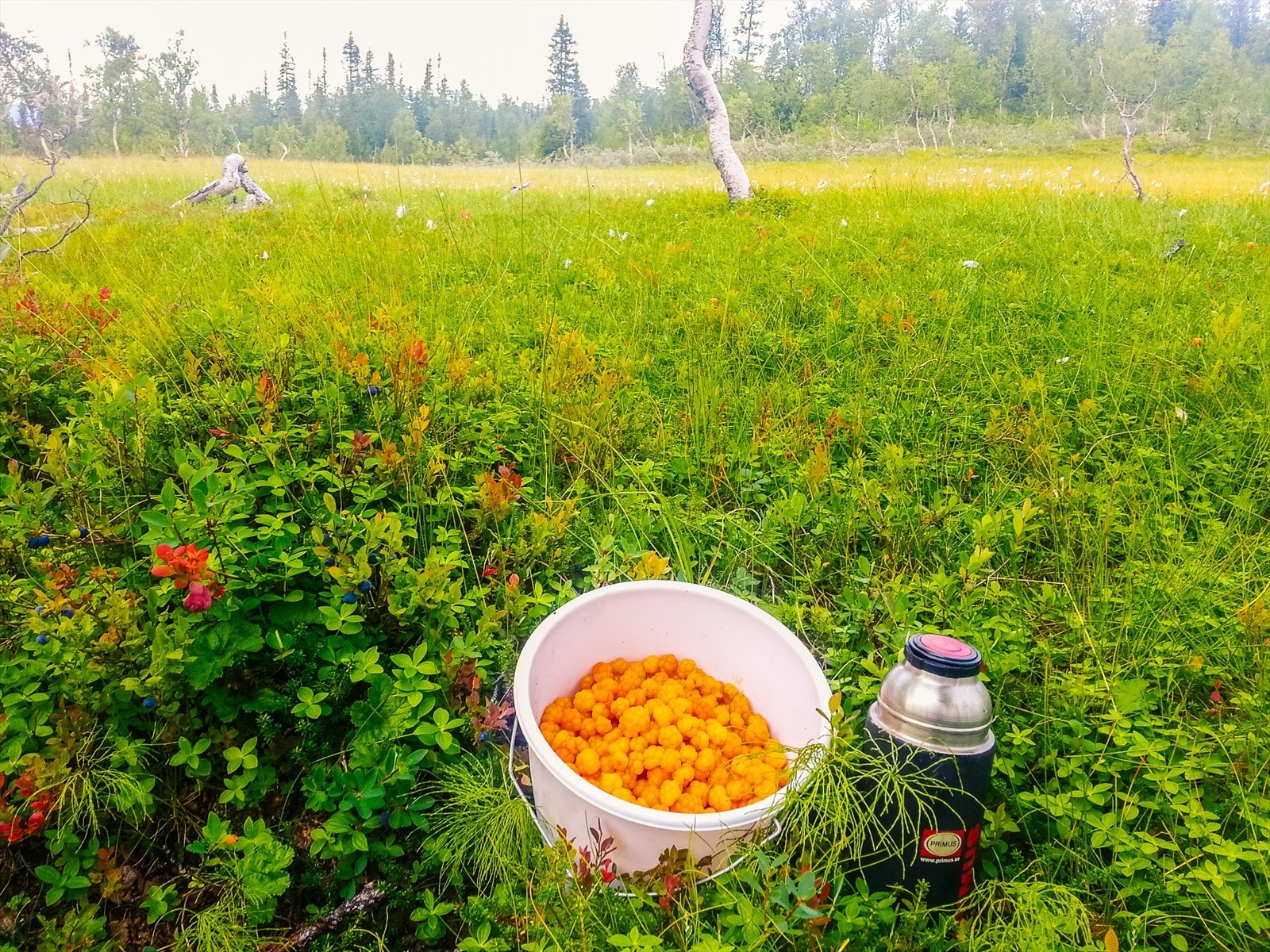 På den riktige årstiden kan du finne multer i nærheten av eiendommen. Galleribilde