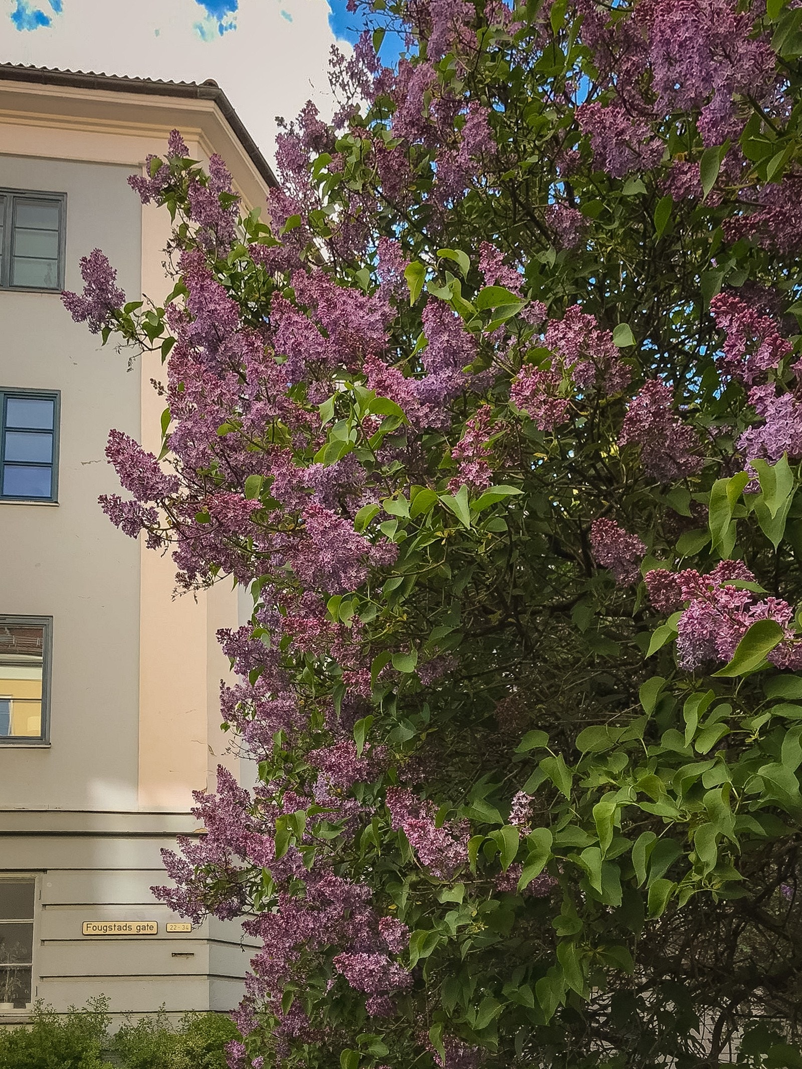 *Uteområdet* Galleribilde