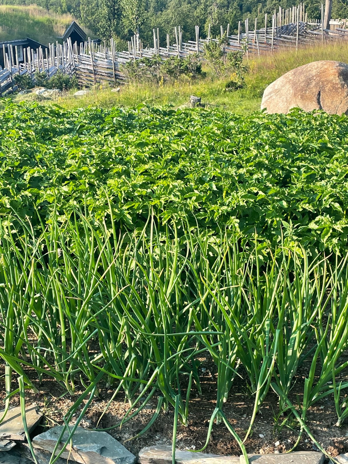 Selgers private bilde. Selger har dyrket løk og forskjellige typer poteter Galleribilde