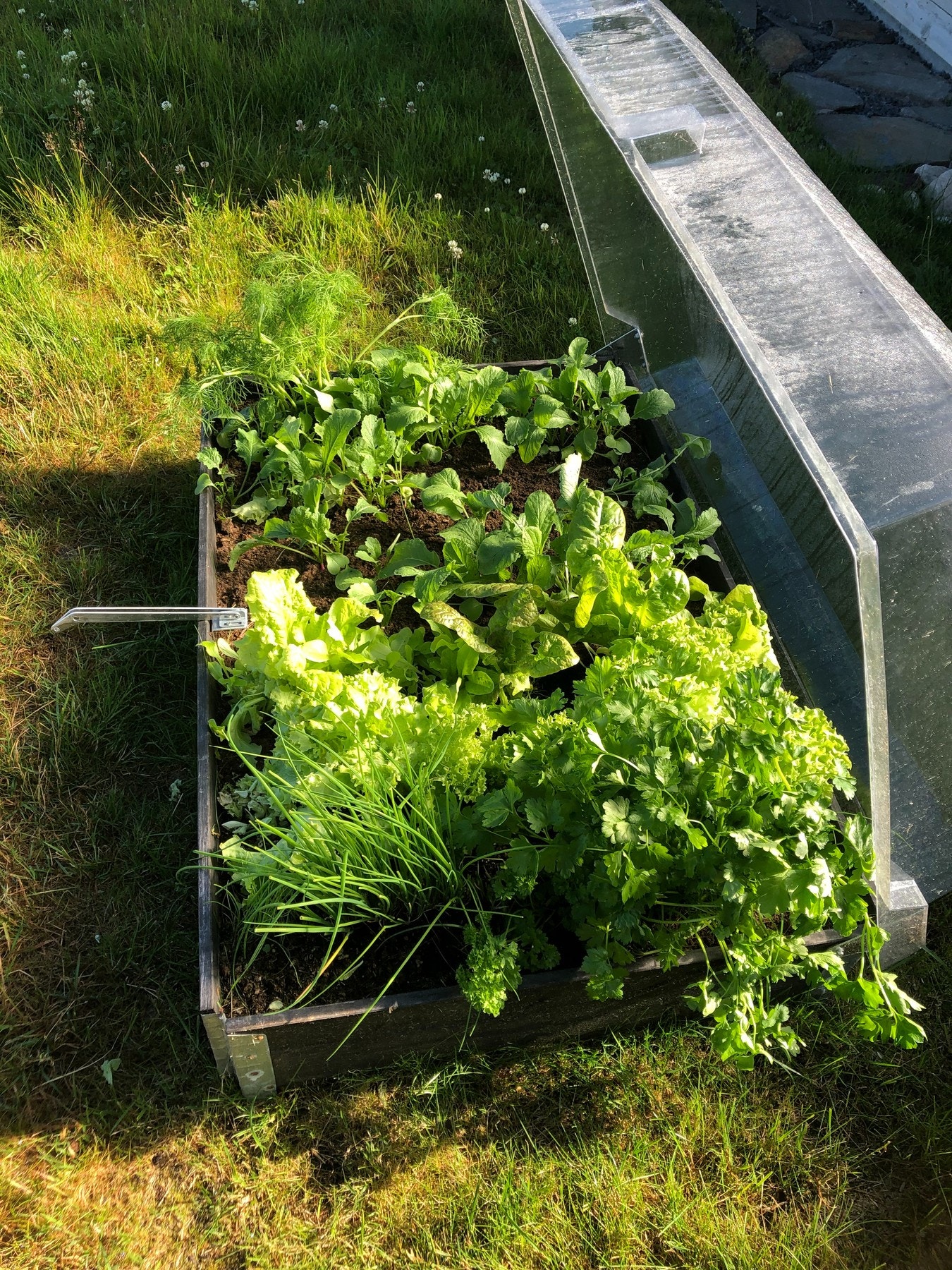 Selgers private bilde. Utehage i kasse med spiselige planter som reddik, ulike salater, gressløk og gulrøtter Galleribilde