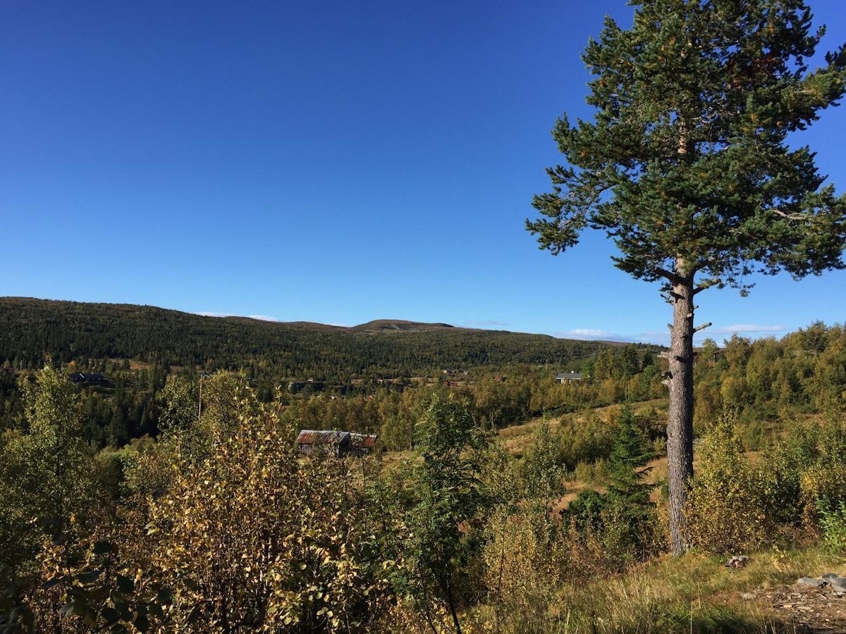 Selgers private bilder av området Galleribilde