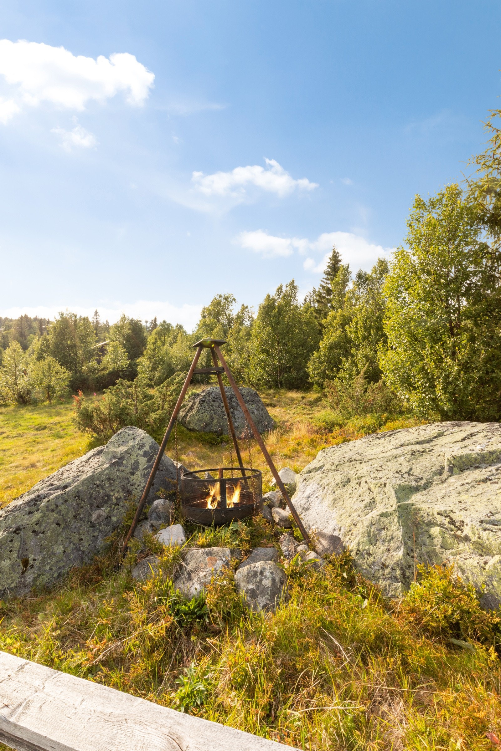 Utekos hører med på fjellet Galleribilde