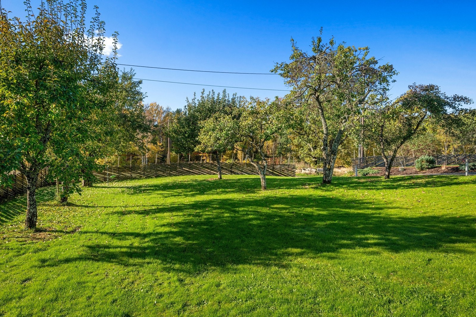 Frodig frukthage med gode muligheter for ytterligere beplantning. Galleribilde