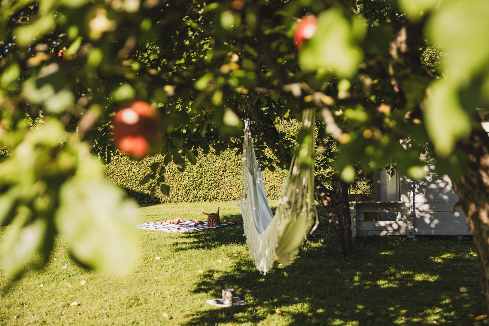 Videre er det beplantning som flere epletrær og prydbusker. Galleribilde
