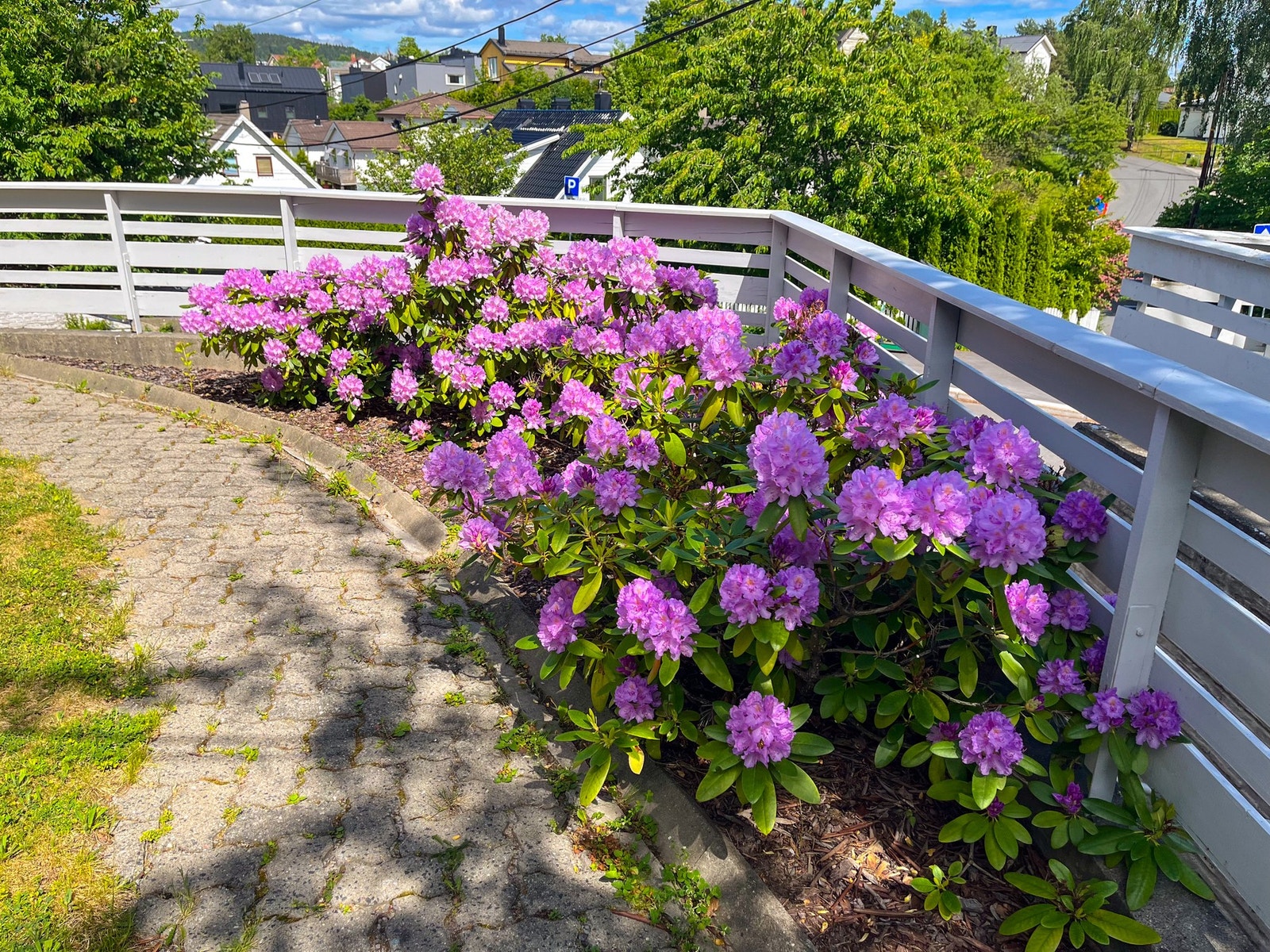 Tar du den utvendige veien fra garasjen er det en hellelagt vei bort til inngangsparti her blir du ønsket velkommen av flotte rododendron. Galleribilde
