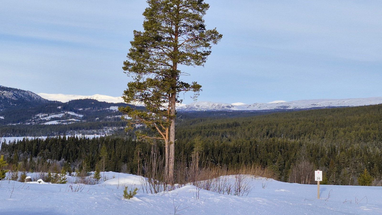 Bilde av tomta med utsikt mot nord Galleribilde