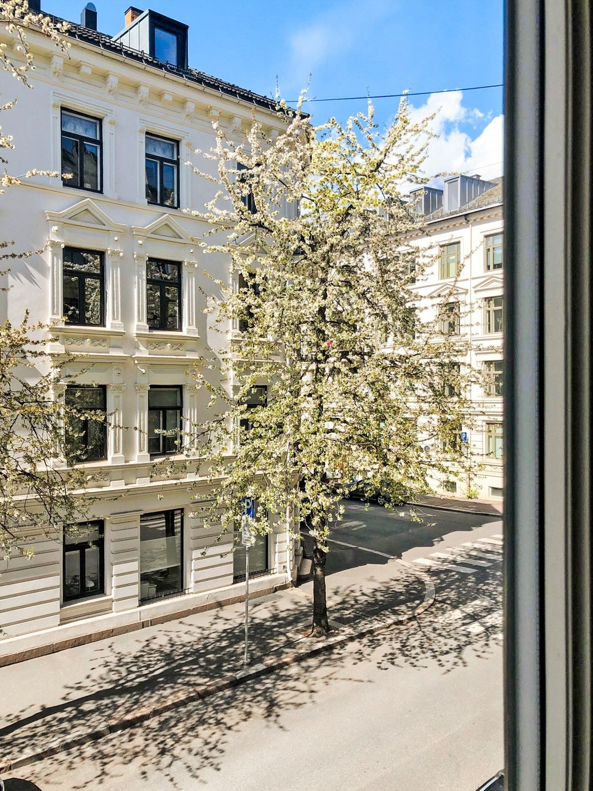 Vårblomstrende kirsebærtrær i Frydenlundgata rett utenfor stuen. Galleribilde