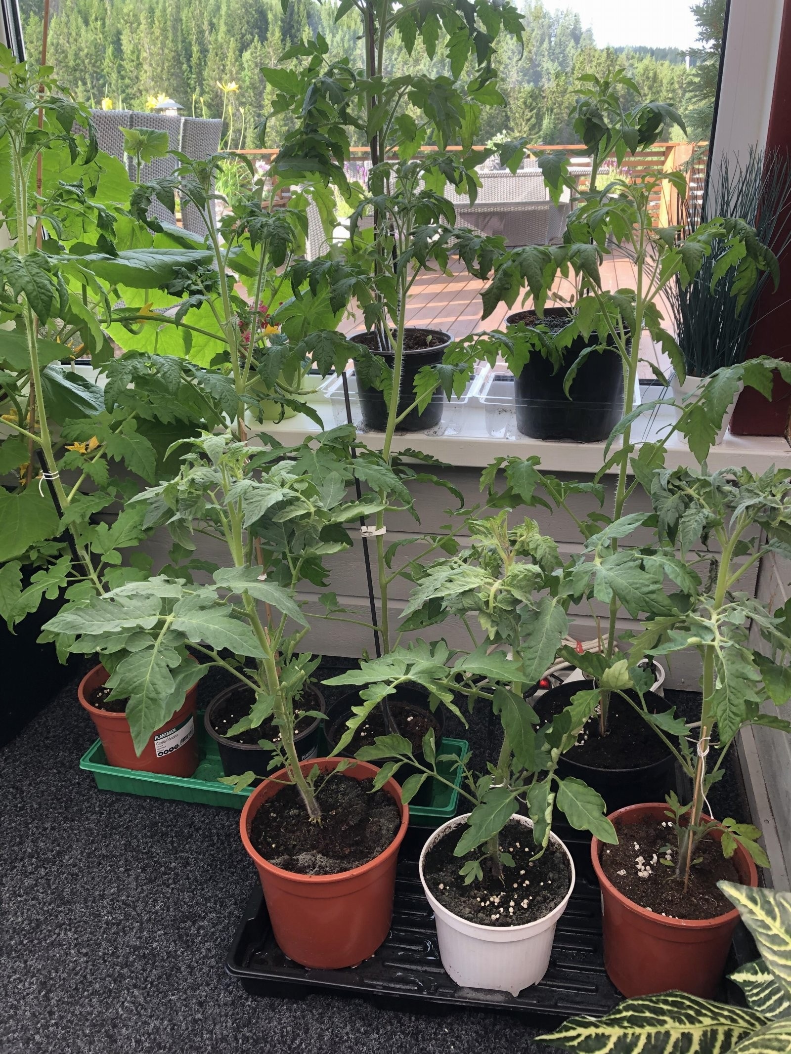 Bilde tatt av selger. Drivhuset blir stående igjen og har gitt flotte avlinger gjennom årene, med tomater, agurker, paprika og en drueplante som bærer frukt. På nedsiden av drivhuset finnes en plantekasse med jordbærplanter. Galleribilde