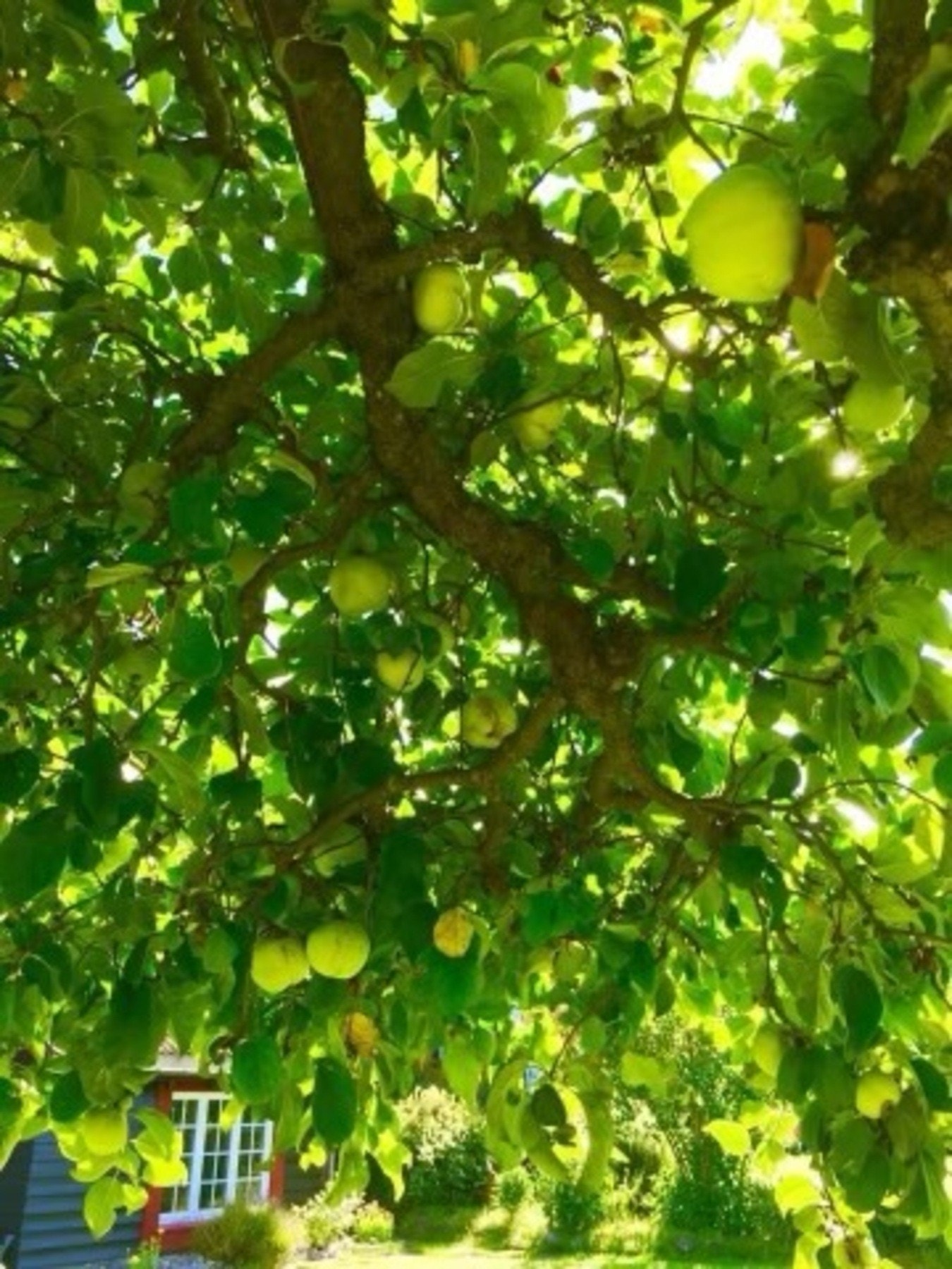 Sommerbilde tatt av selger. Galleribilde