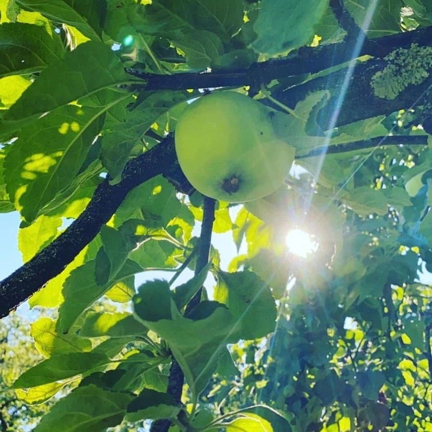 Hagen har epletrær. Galleribilde
