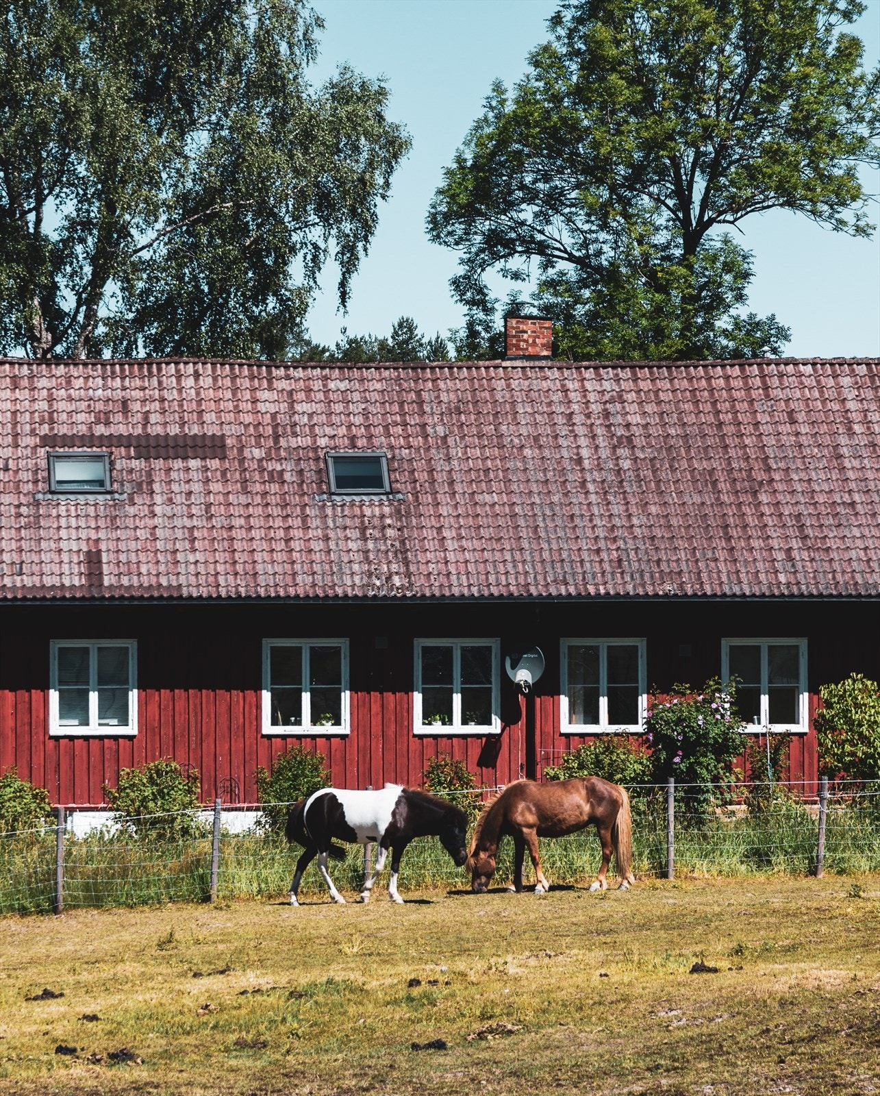 Losby kafé og besøksgård er omgitt av godt preparerte skiløyper, aktive fiskevann og tett skog ligger Losby Gård. Det er nå laget blå-tur løyper , som både kan nytes fra sykkel, til fots eller kanskje fra hesteryggen Galleribilde