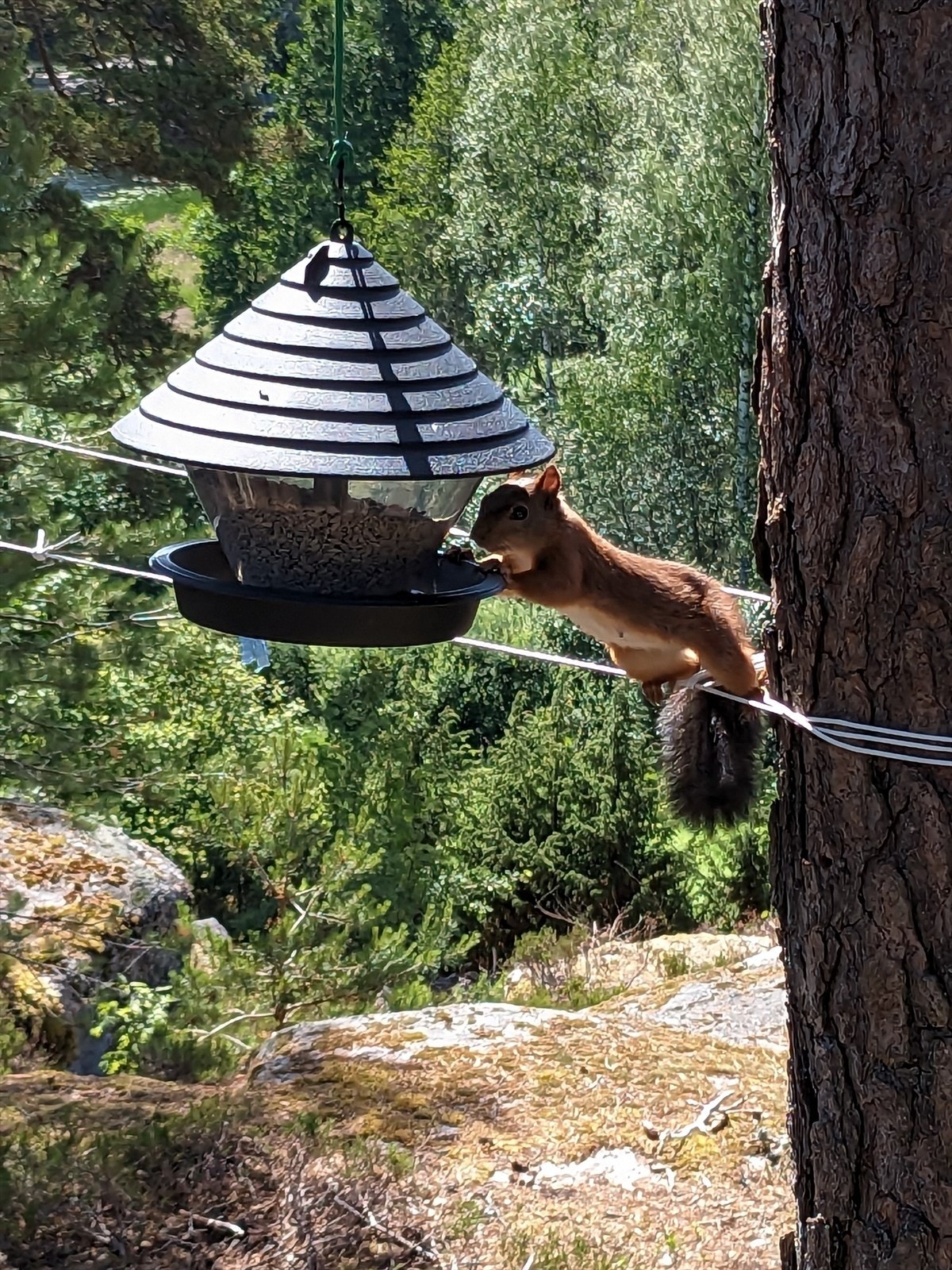 Koselige "hyttenaboer" Selgers private bilde. Galleribilde