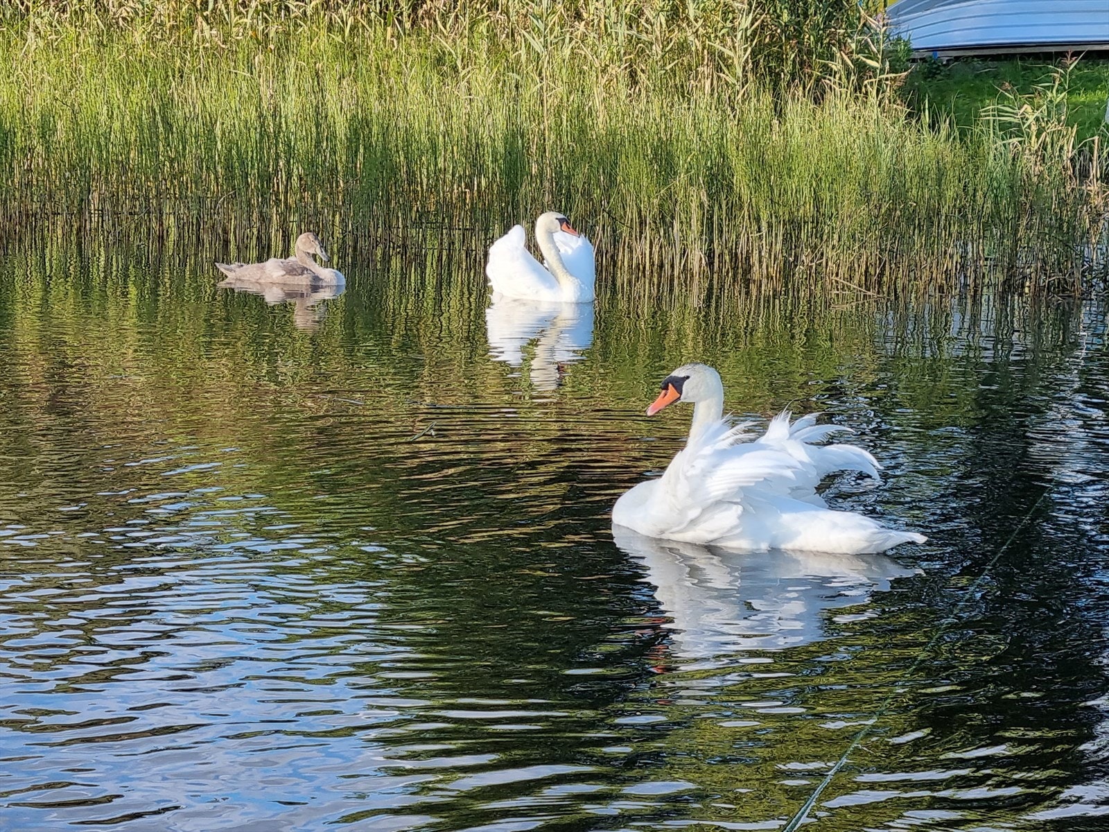 Det er cirka 150-200 meter ned til badeplass og båtplass. Selgers private bilde. Galleribilde