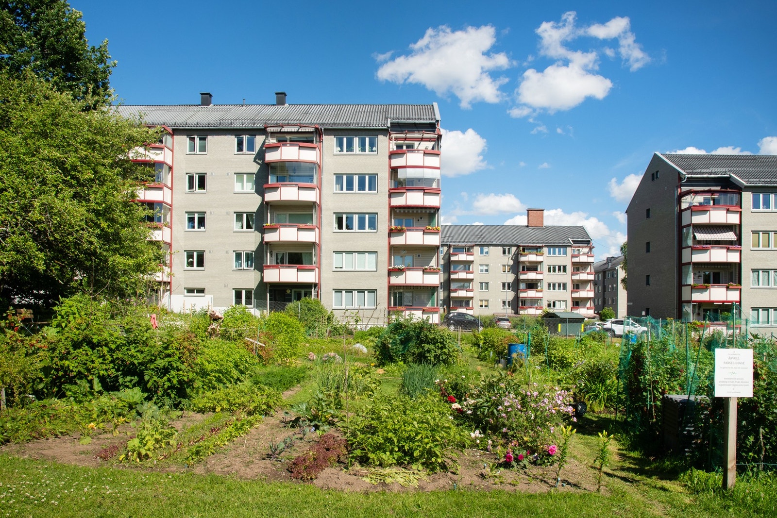 Nærområdet - Parsellhagene på Årvoll gård. Galleribilde