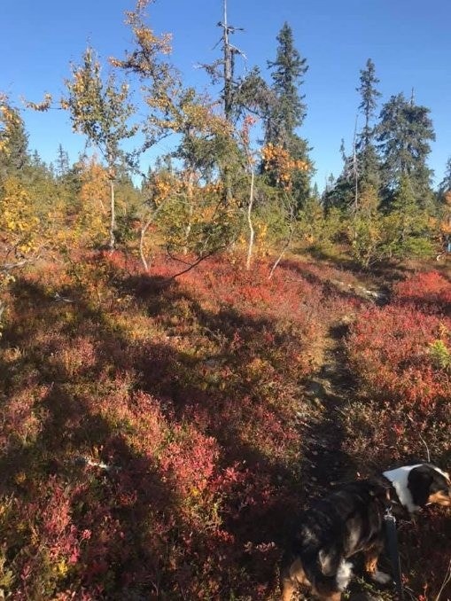 Her har vi tilgang til multemyra rett fra hytta. Galleribilde