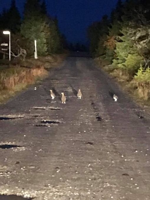 Mulighet for å søke småviltjaktkort. Galleribilde