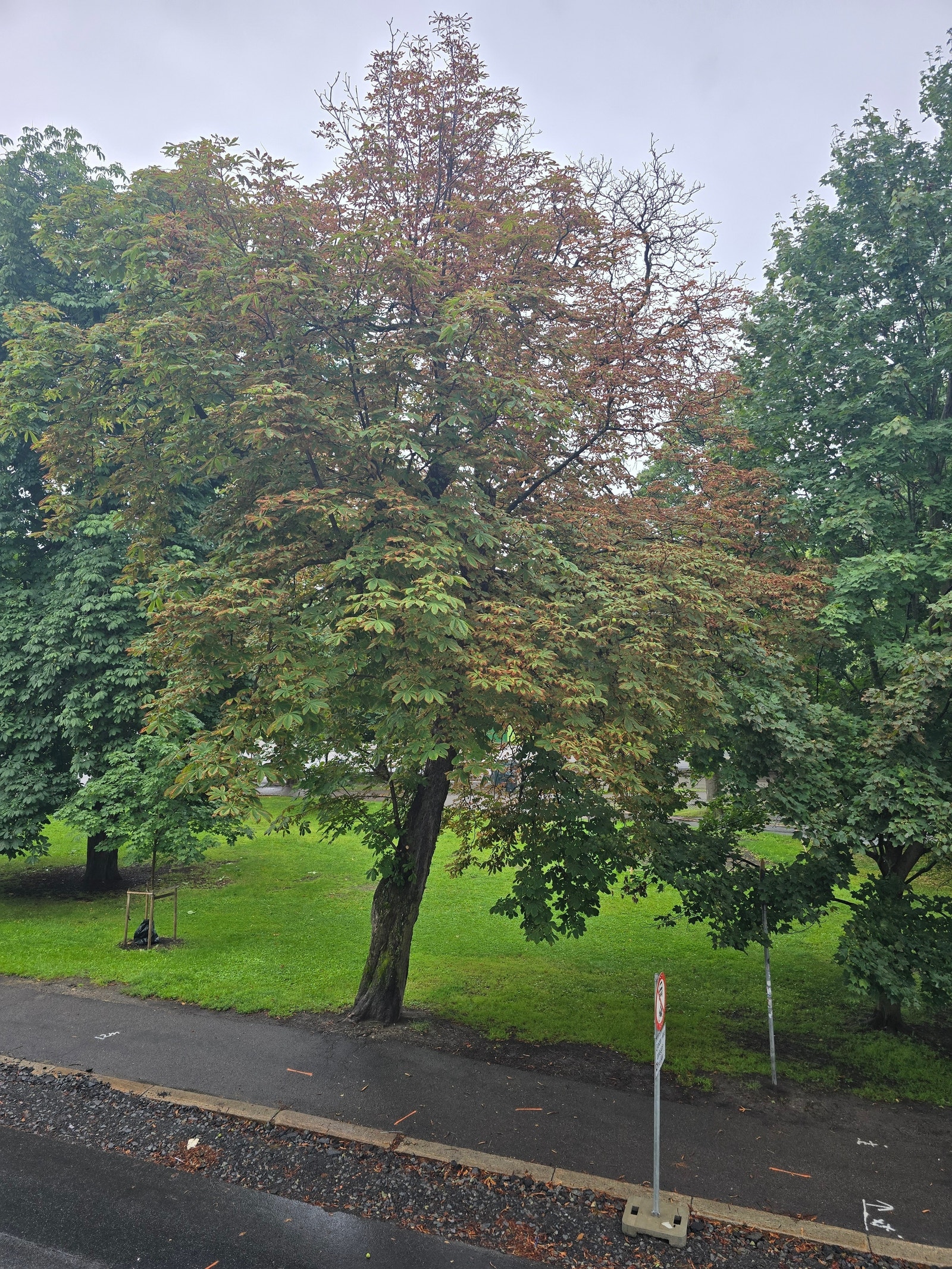 Utsikt fra stuevinduet mot parken Galleribilde