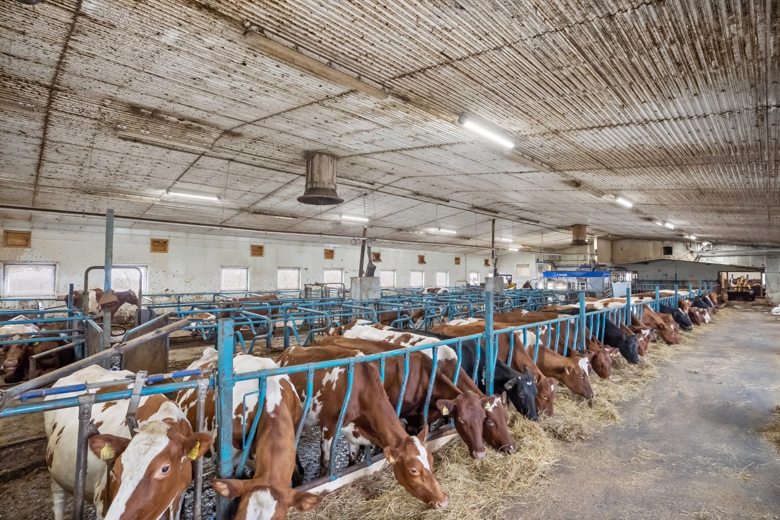 Husdyrrom Galleribilde