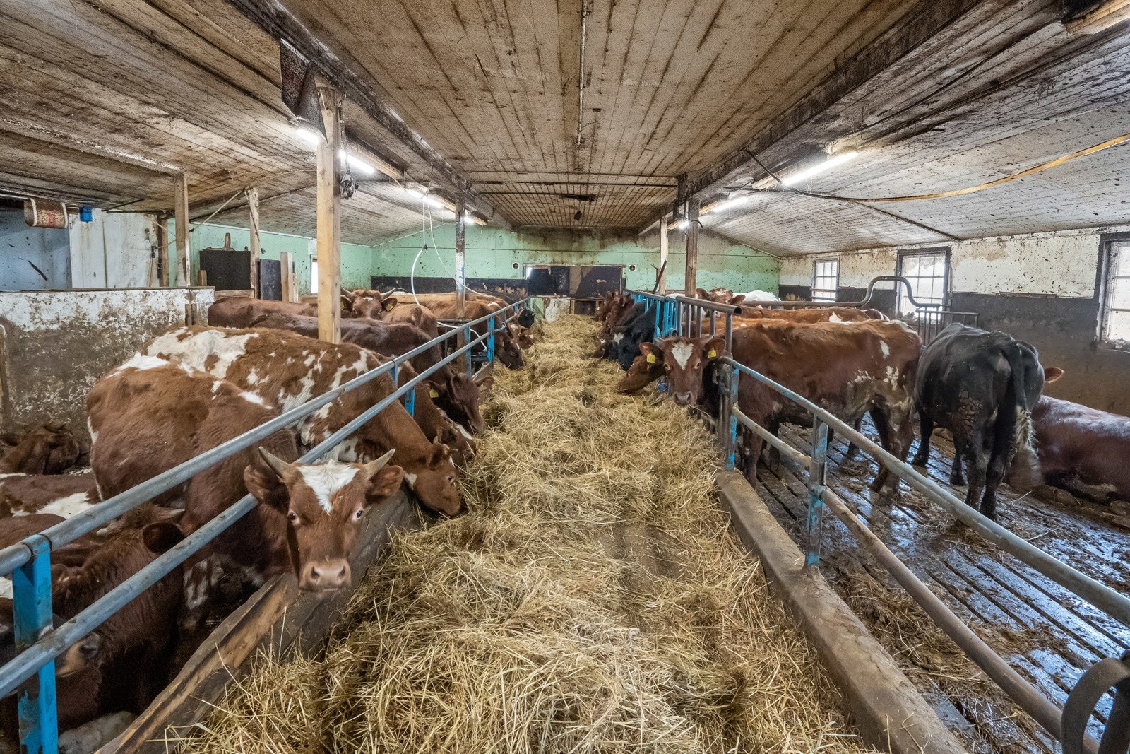 Husdyrrom Galleribilde