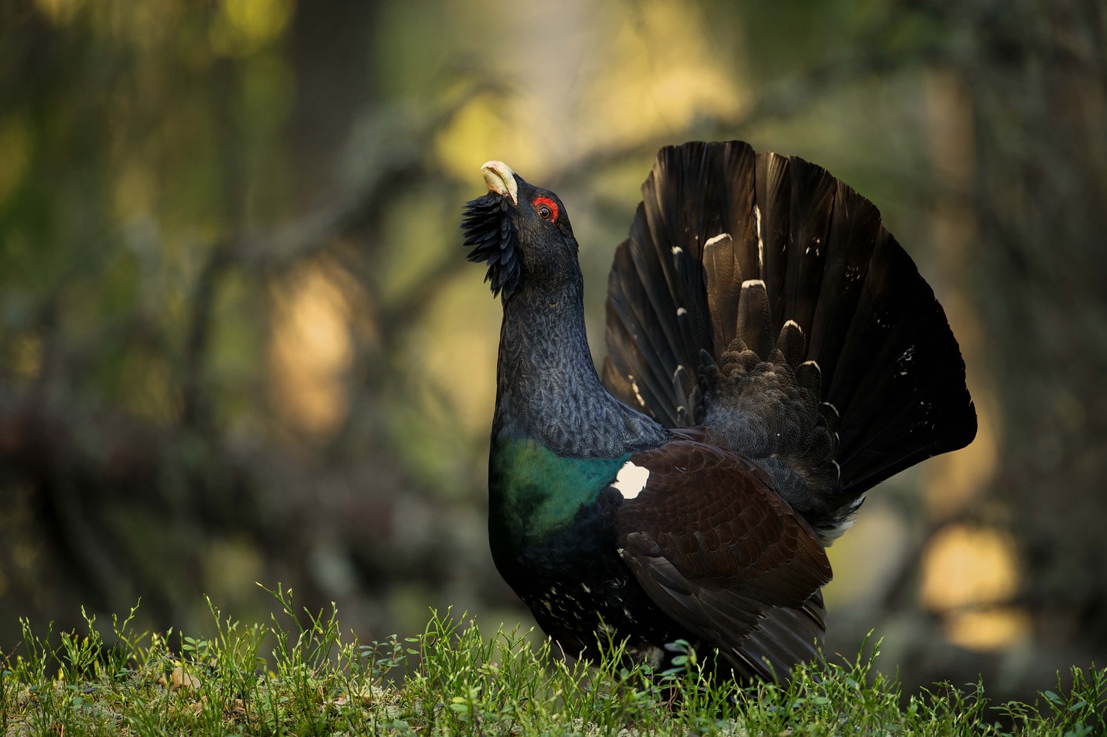 Mulighet for tiurleik - og jakt på småvilt i nærområdet. Galleribilde
