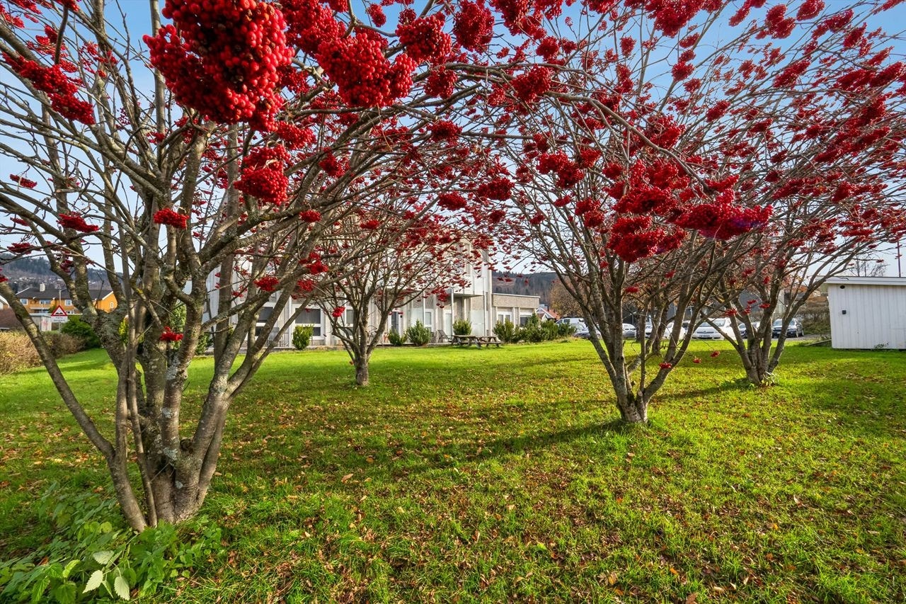 Frodige rognebærtrær gir fargeglede om høsten Galleribilde