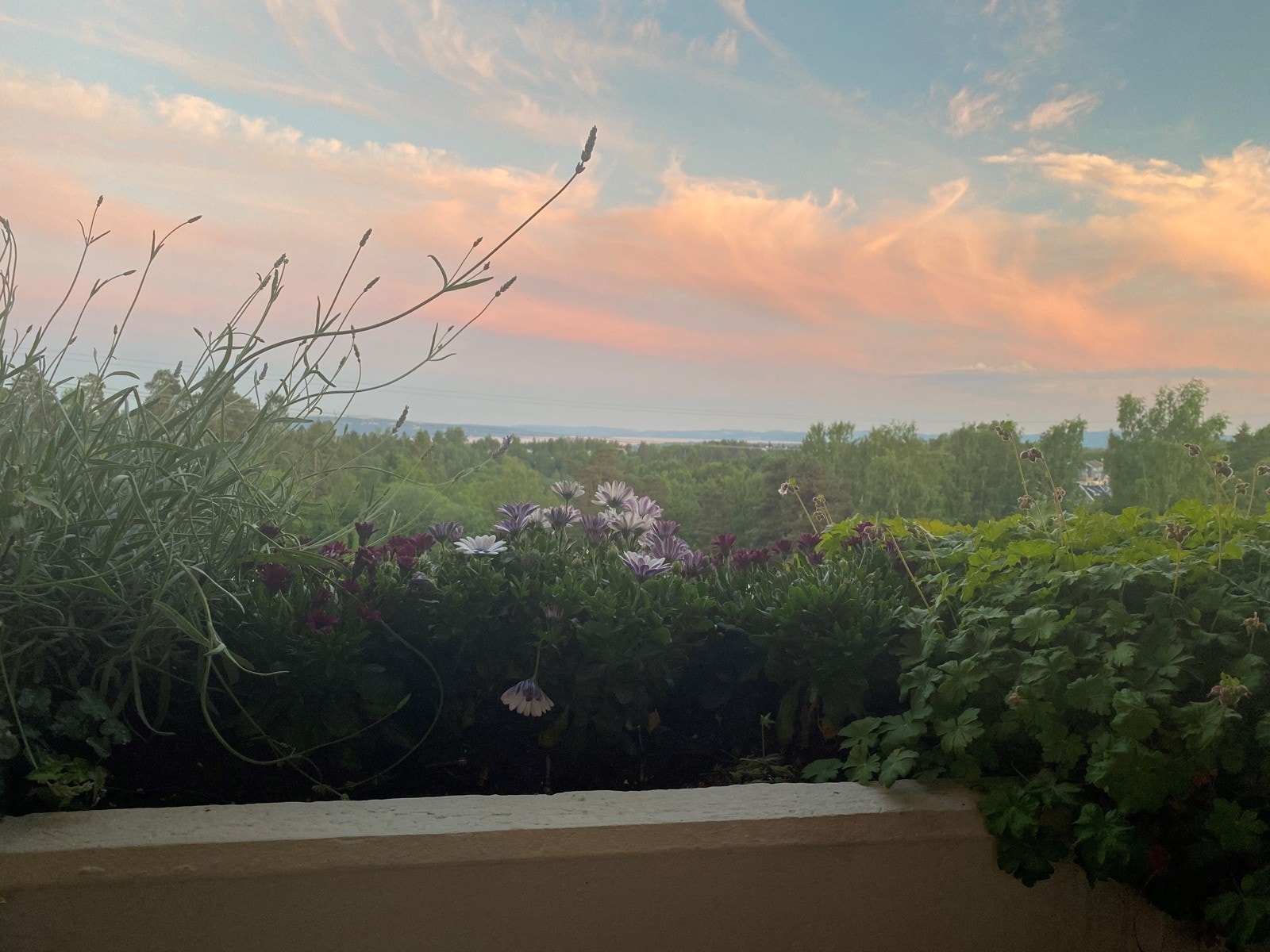 Foto tatt av selger på sommerstid. Galleribilde