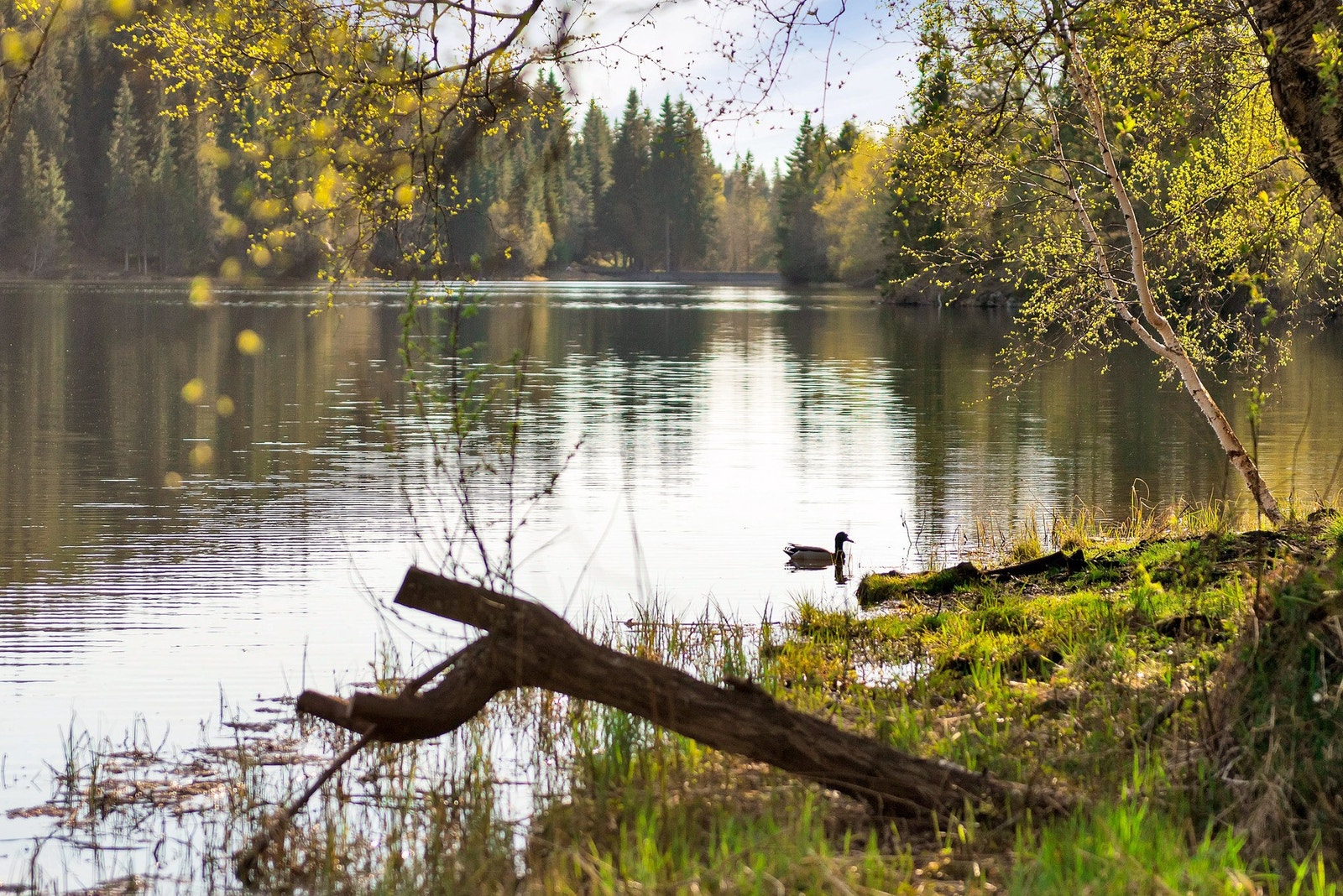 Estenstadmarka med sitt flotte helårs turterreng. Galleribilde