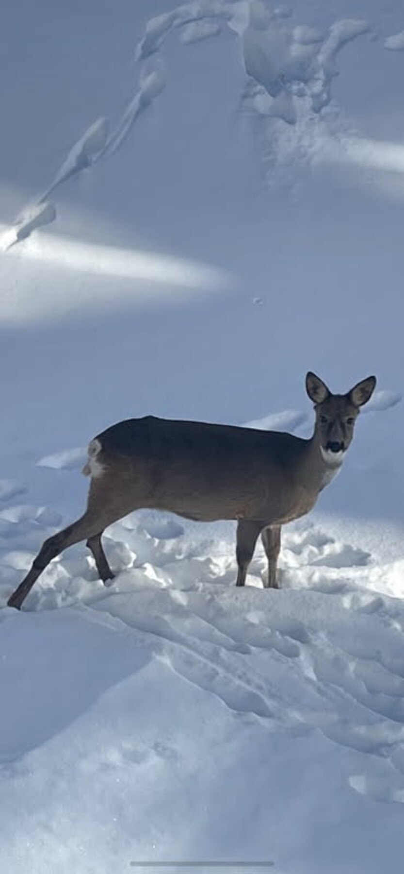 Selgers bilde - tatt fra kjøkkenvindu Galleribilde