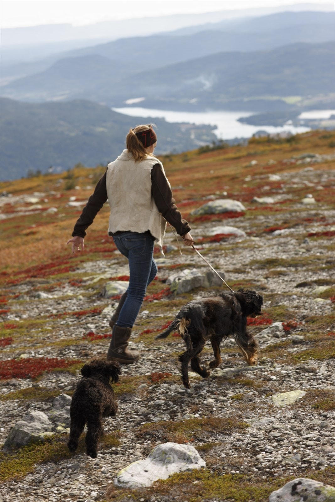 Norefjell - Høst. Galleribilde