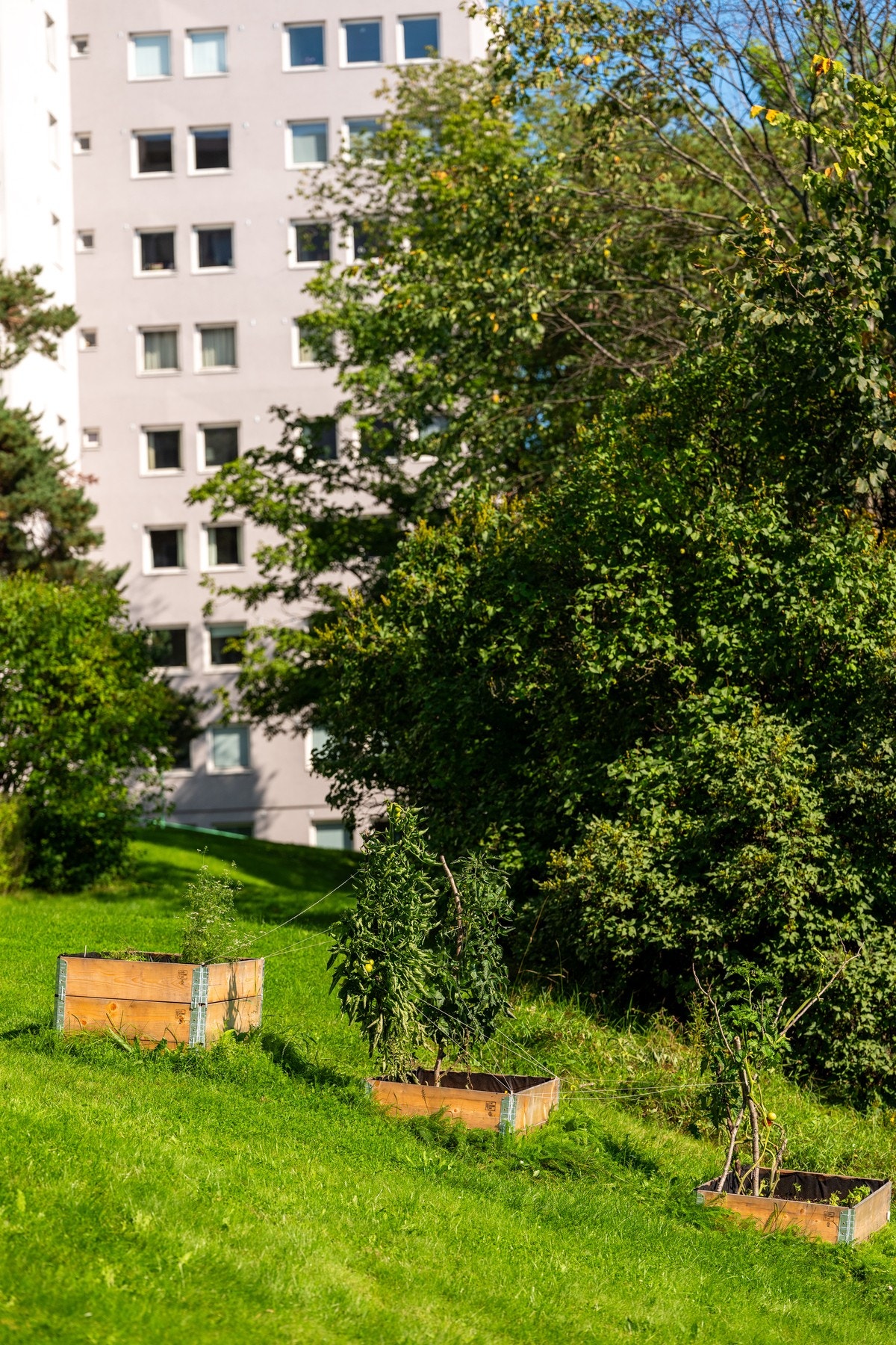 Sameiet har tatt initiativ til felles dyrkekasser med tilgang til diverse krydderurter om sommeren. Galleribilde