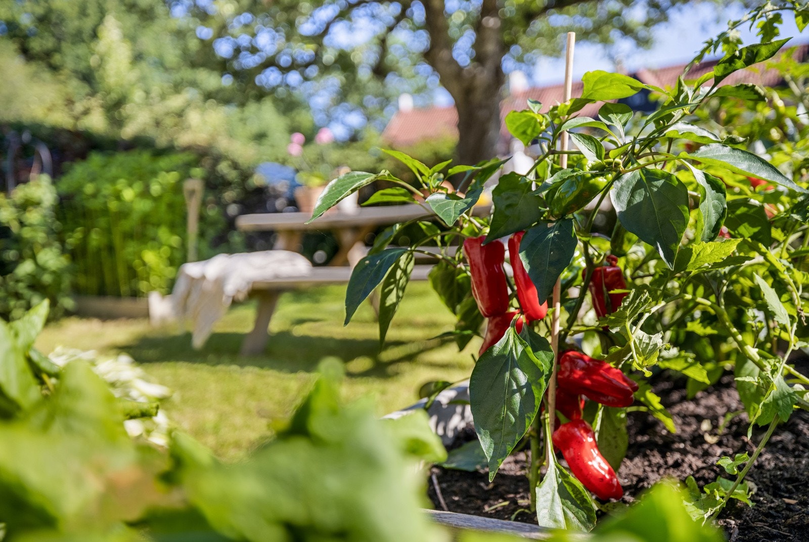 Nyt fuglesang og duften av nybrygget kaffe mens morgensolen varmer opp den sjarmerende forhagen som har egne frukttrær og grønnsakshage. Galleribilde