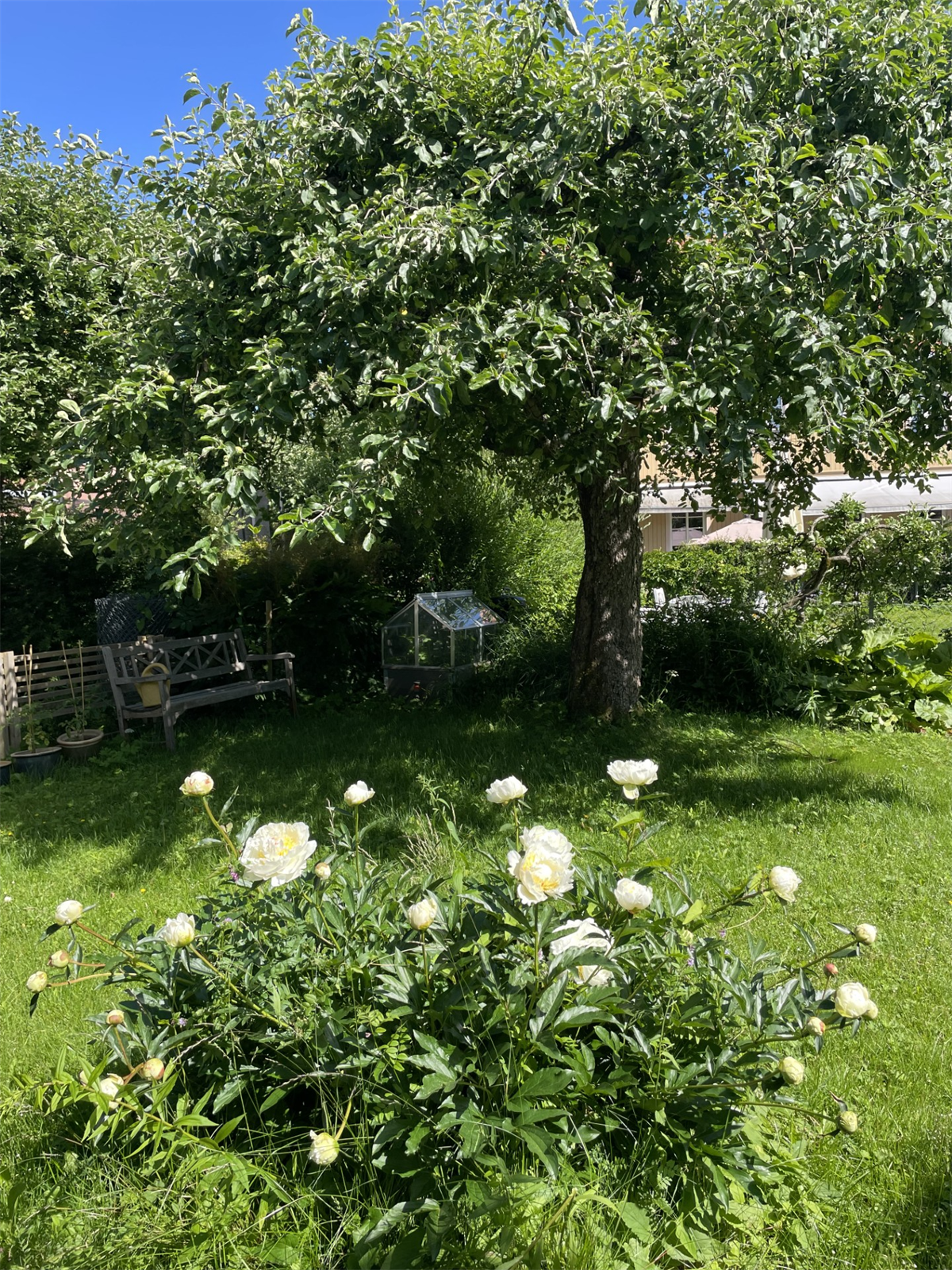 Selgers private bilde av hagen på sommerstid. Galleribilde