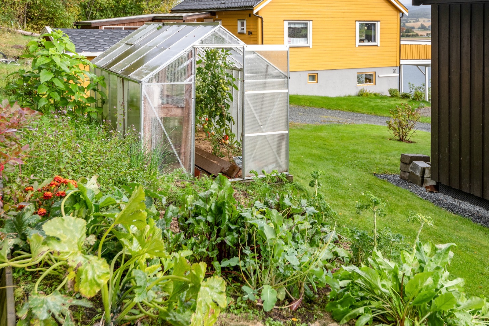 På sommeren bugner det av planter , grønnsaker og bær i hagen. Galleribilde