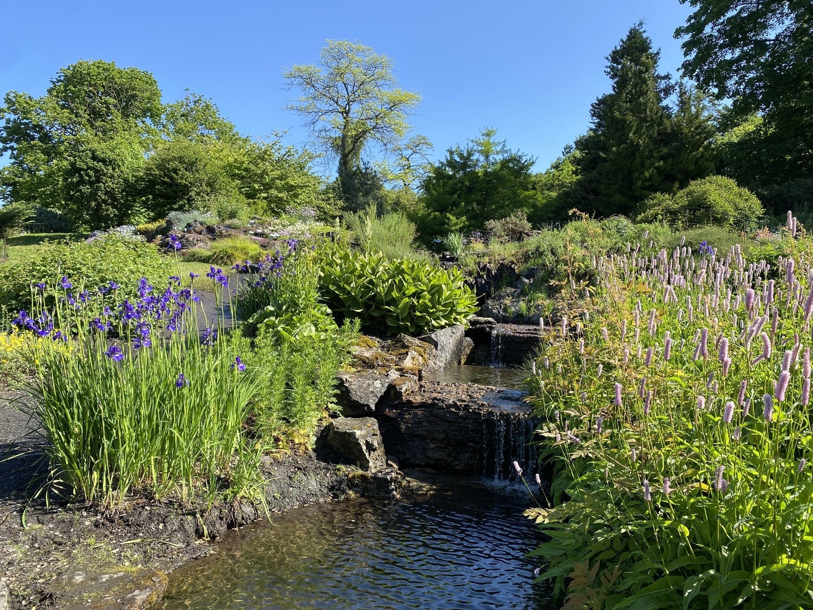 Botanisk Hage ligger kun en spasertur unna, og er Oslos desidert mest eksotiske og kanskje fineste park. Galleribilde